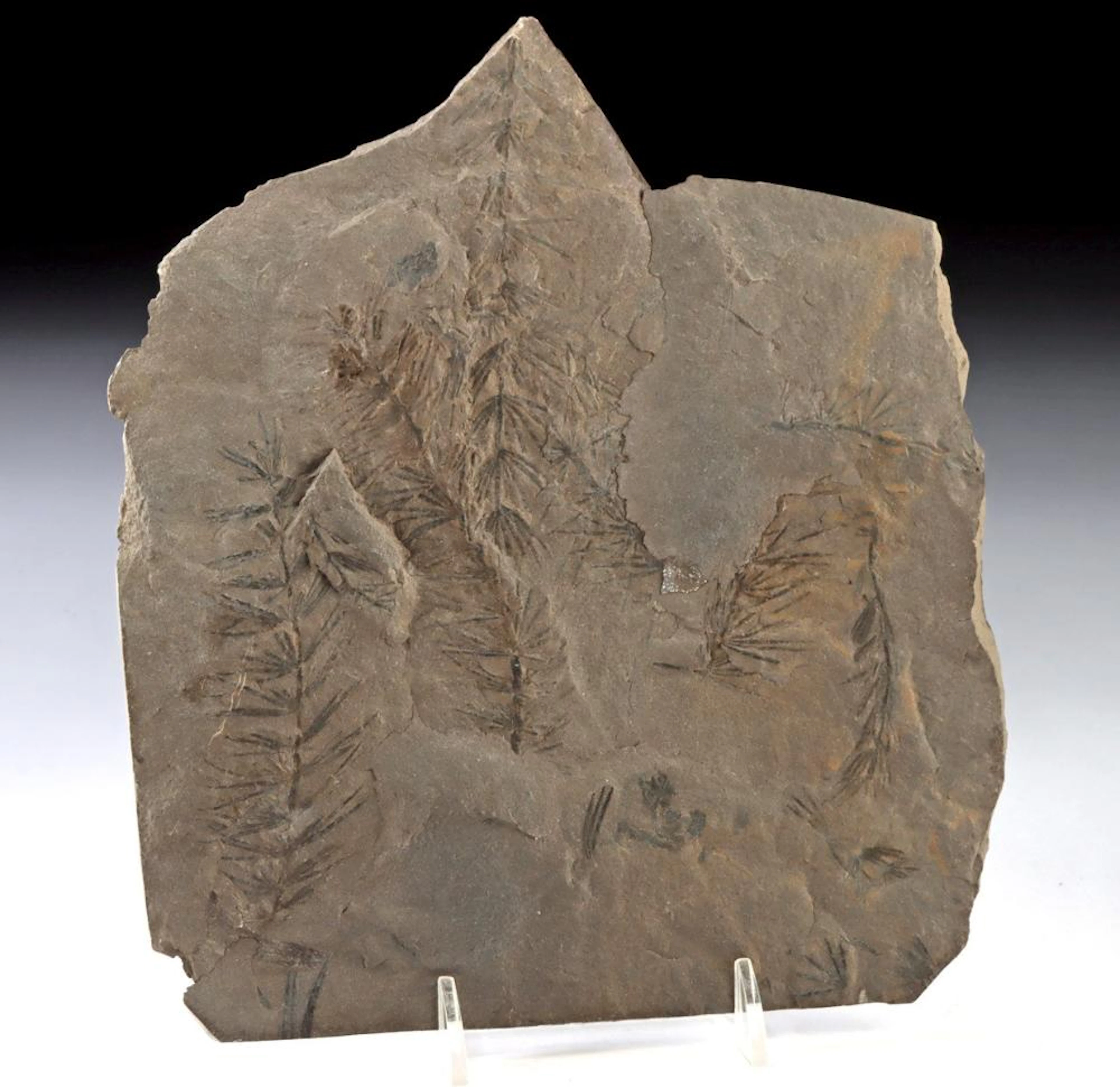Carboniferous Fossil Plant Slab, Horsetail-Type Flora, North America