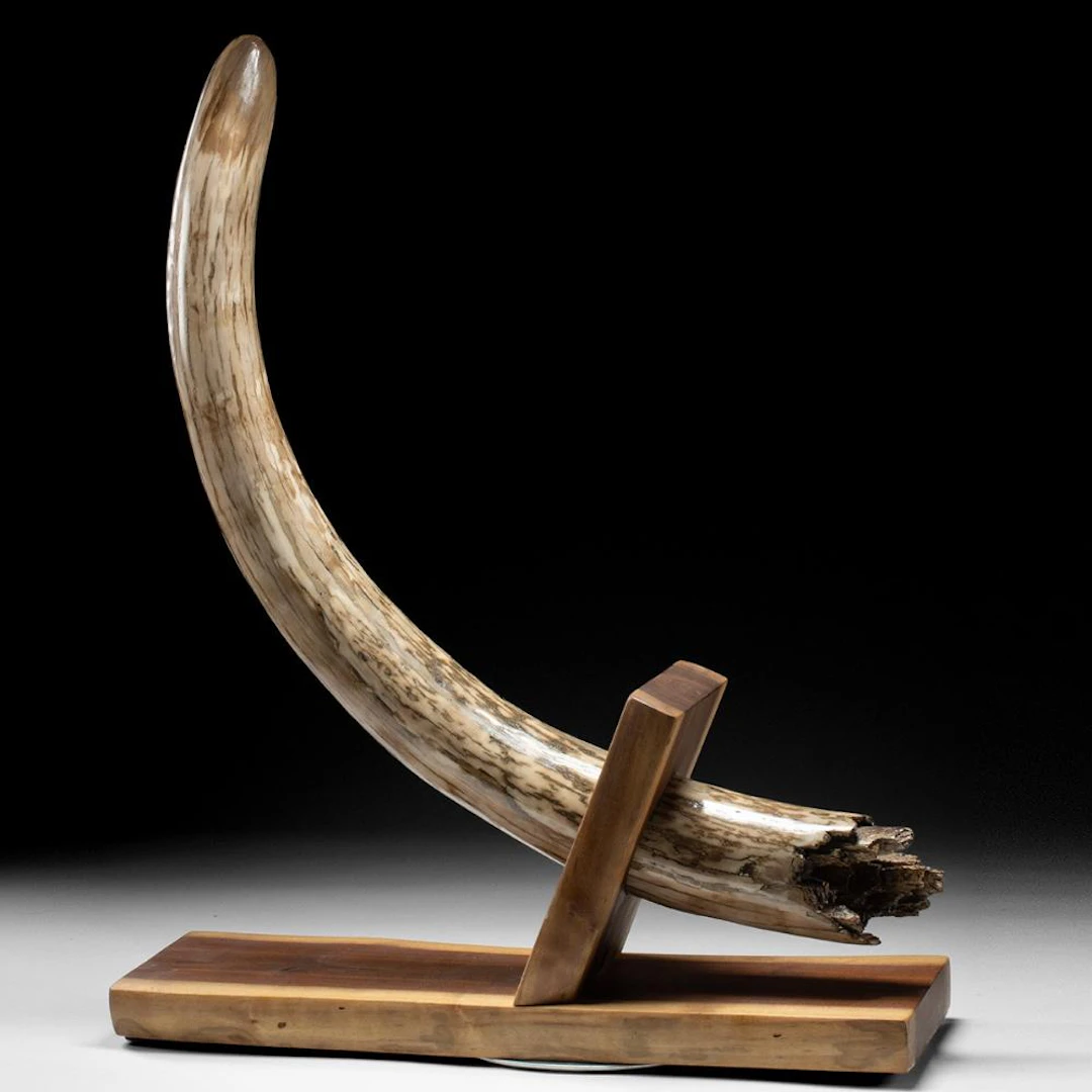Ice Age Woolly Mammoth Fossil Ivory Tusk Schreger Lines | Custom Stand