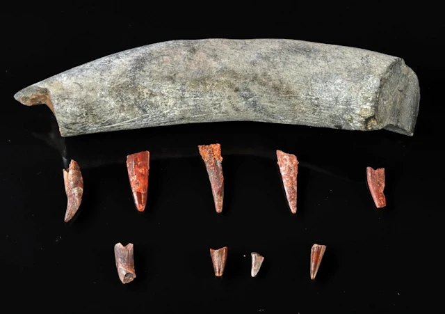 Fossilized Sperm Whale & Assorted Dinosaur Teeth