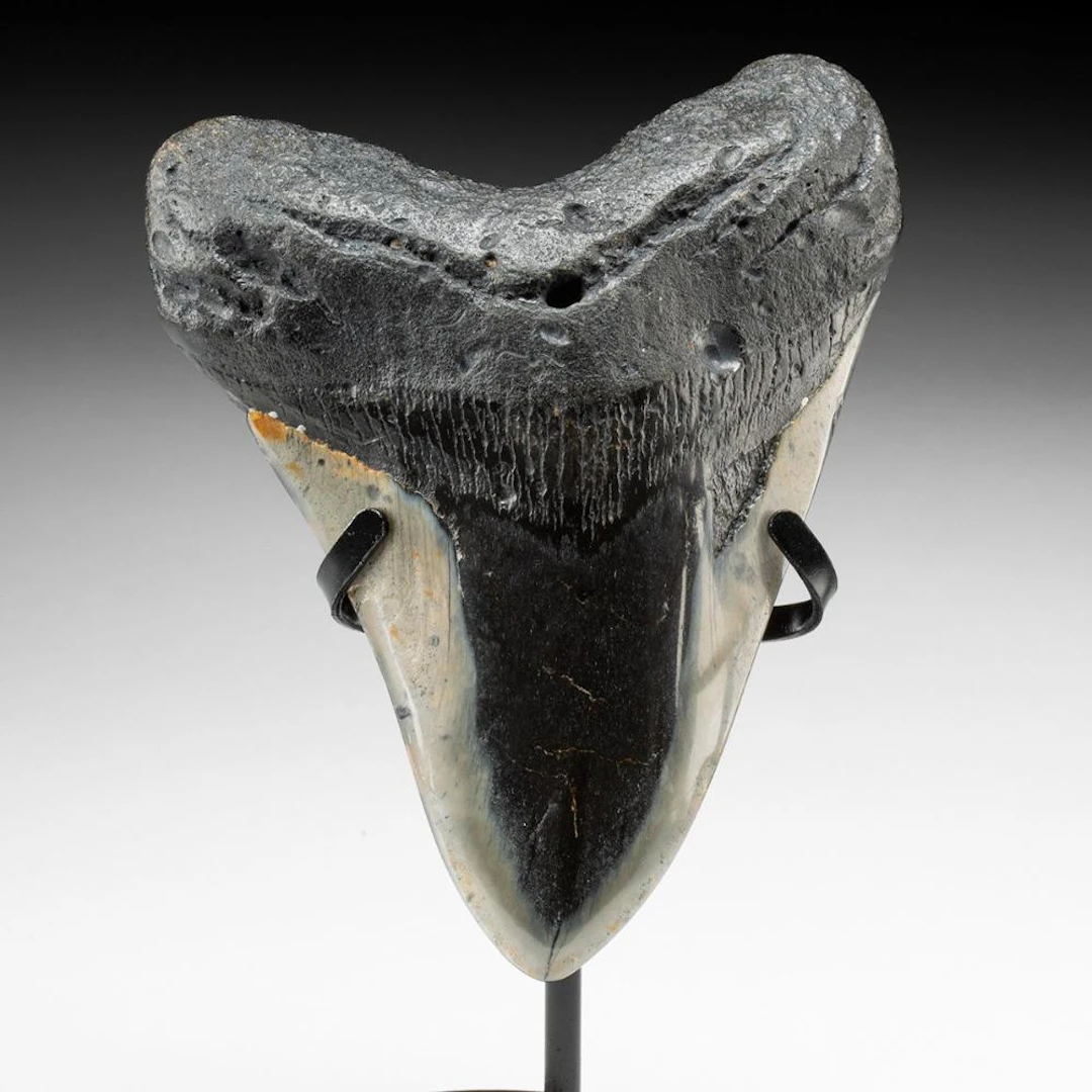 Polished Megalodon Fossil Shark Tooth, 5"