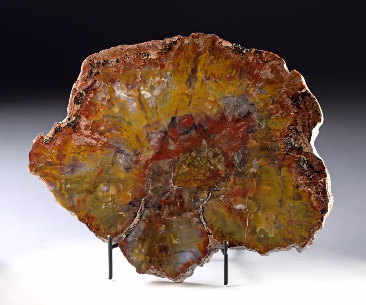 Spectacular Triassic Petrified Wood Slab, Six-Color Silicification