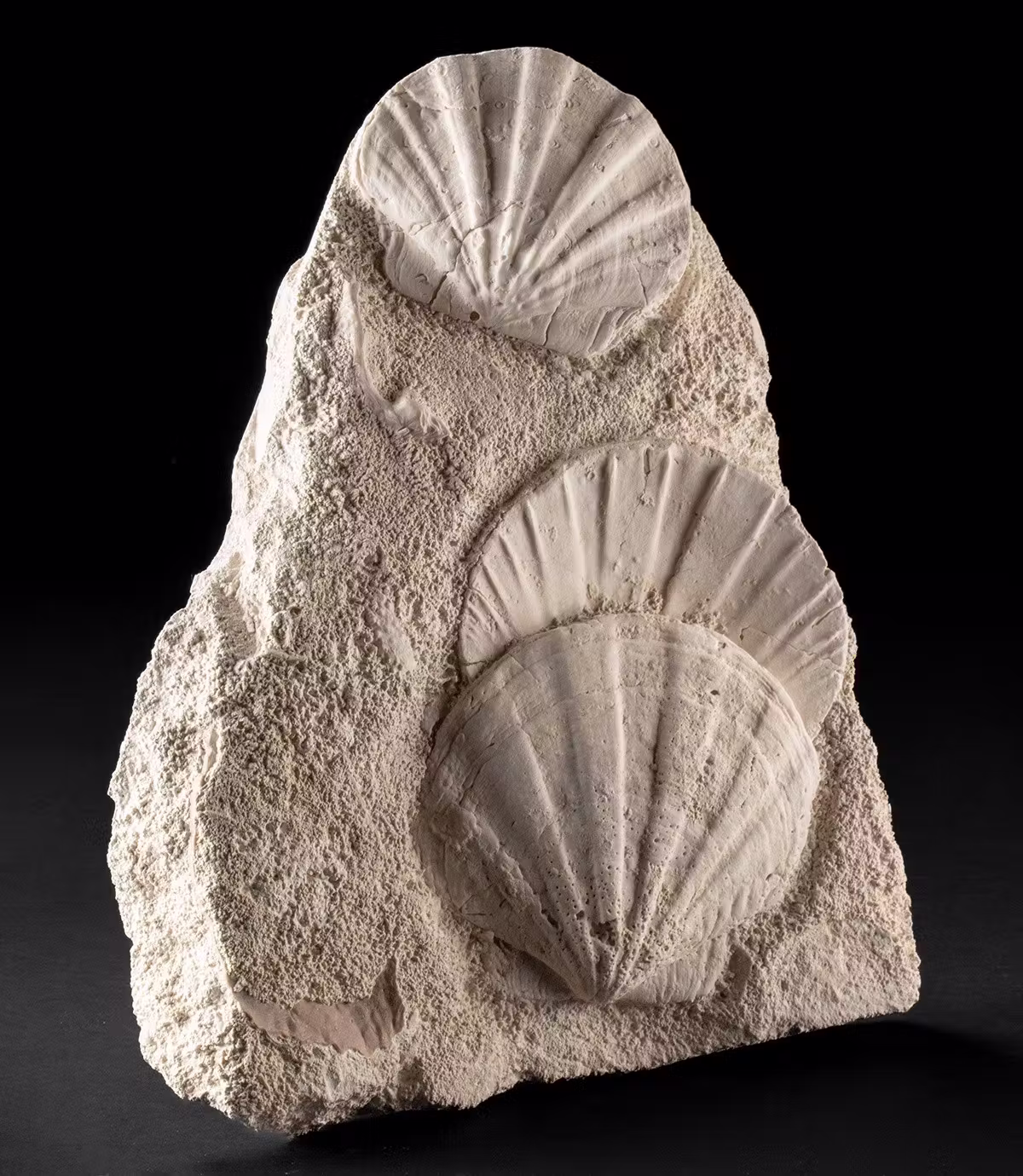 Prehistoric Pecten Scallop Fossils in Sculptural Matrix