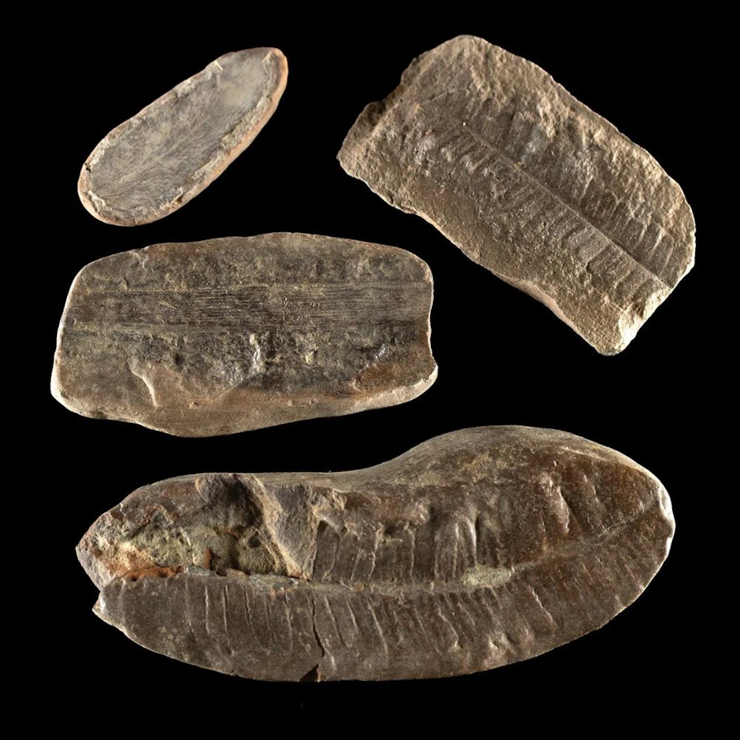 Fossil Plant Leaf Impressions in Matrix, Group of Four Specimens