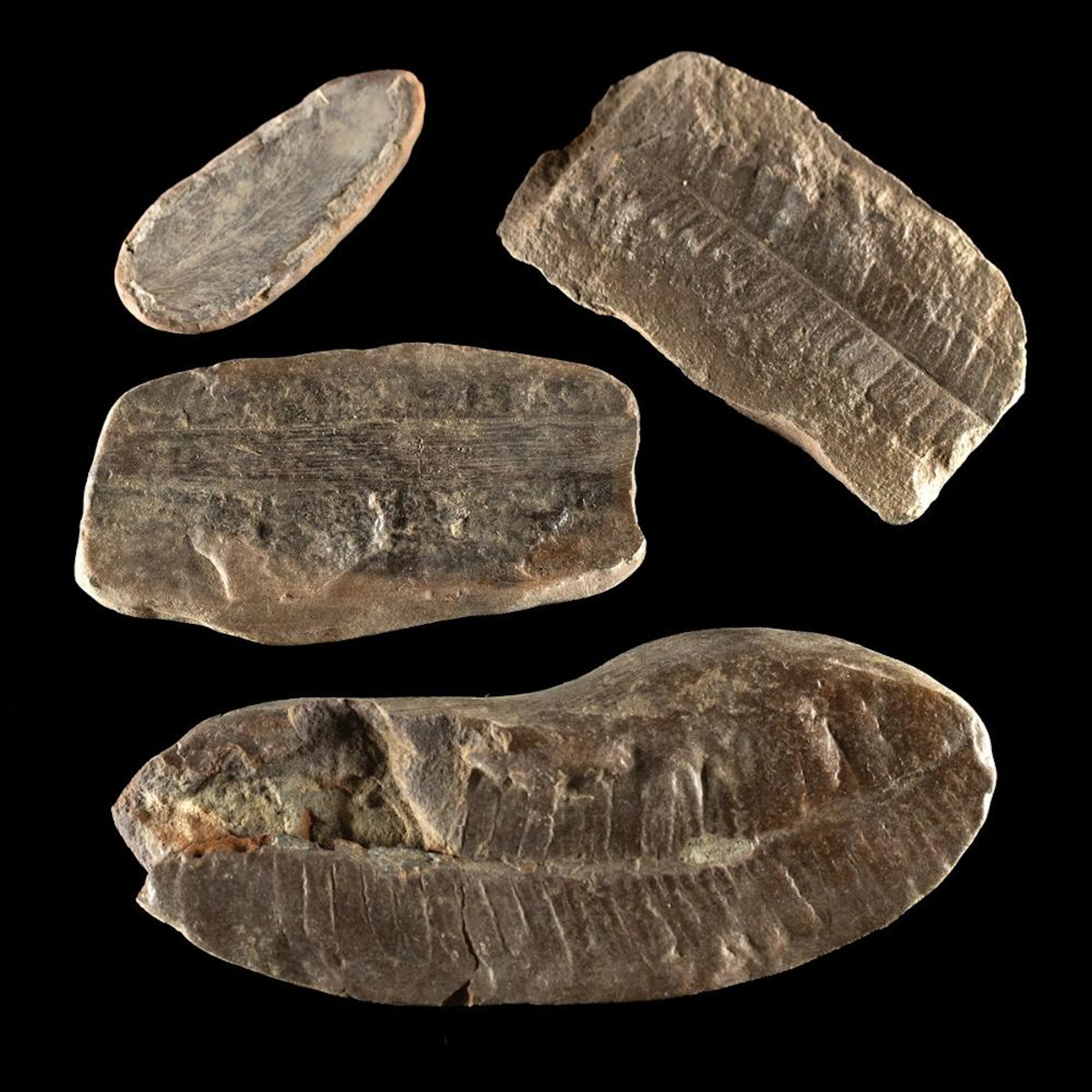Fossil Plant Leaf Impressions in Matrix, Group of Four Specimens