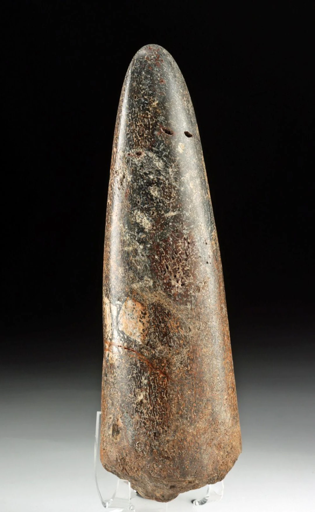 Fossilized Stegodon Bone Fragment - Pleistocene Era