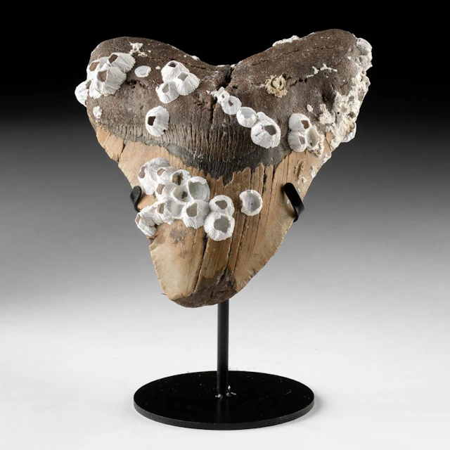 Fossilized Megalodon Tooth with Barnacles, 5.7"