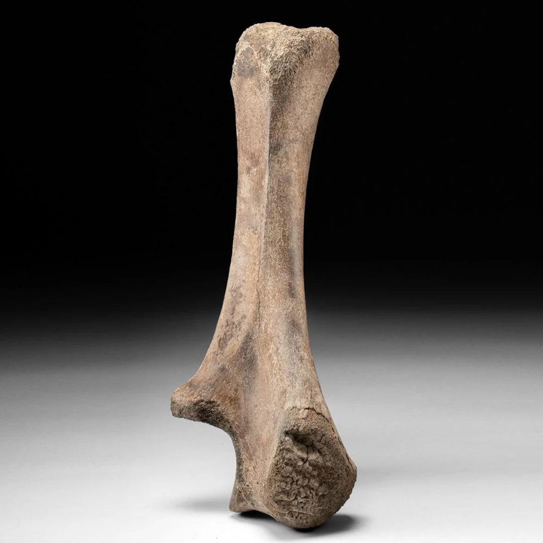 Complete Woolly Rhinoceros Fossil Tibia Bone