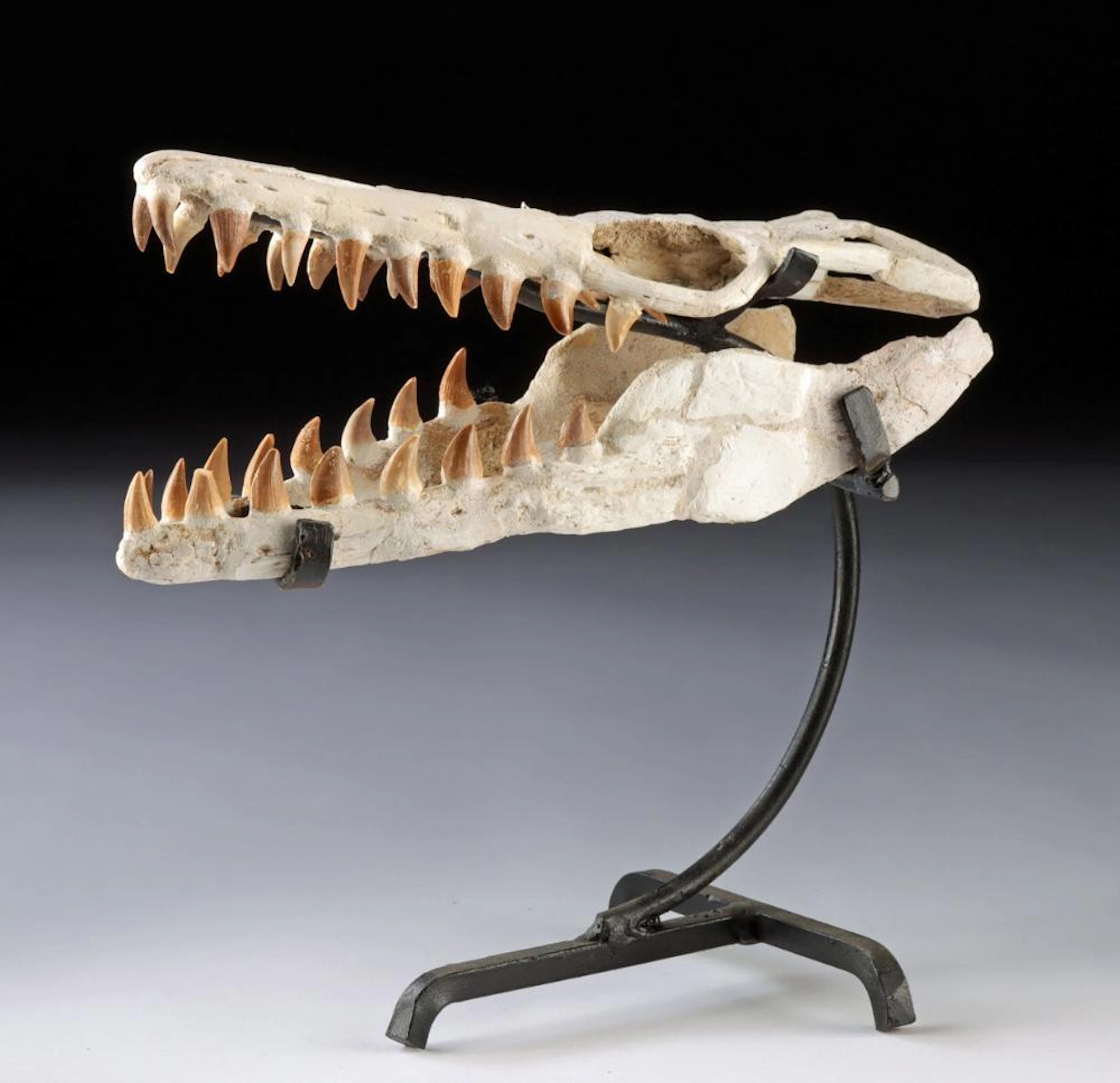 Mosasaur Skull Fossil, Juvenile, Upper Cretaceous