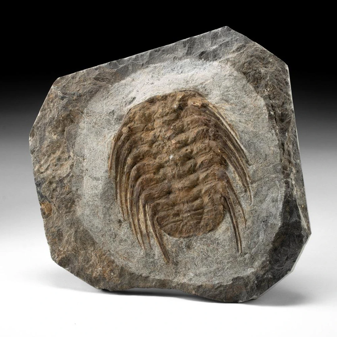 Trilobite in Matrix, Selenopeltis buchii
