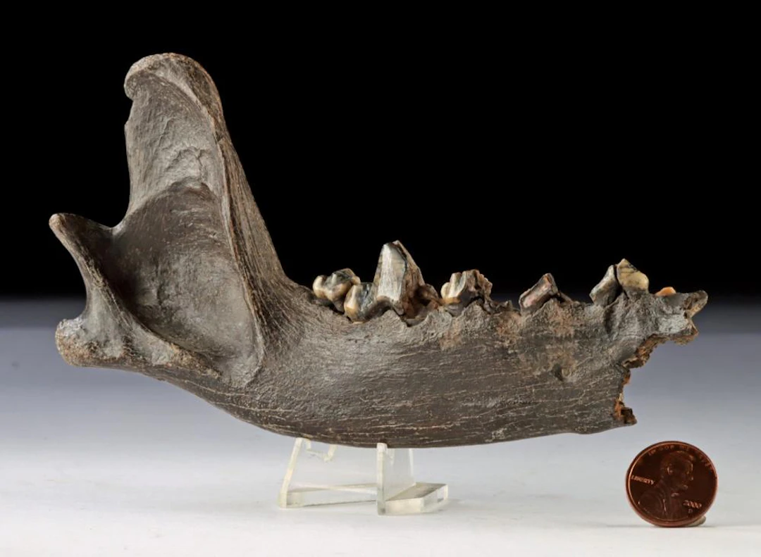 Ice Age Predator Jaw Fossil, likely Pleistocene Wolf
