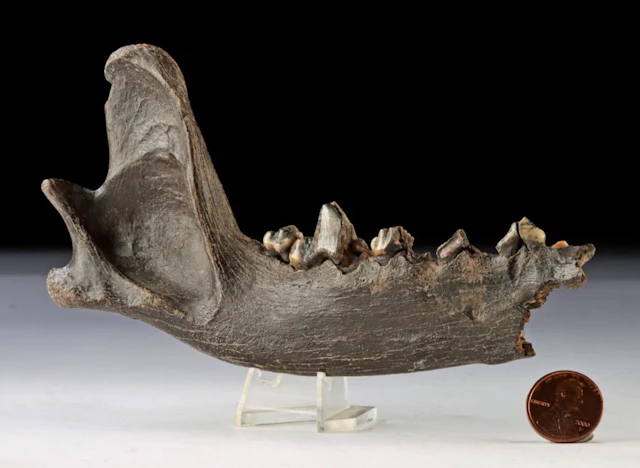 Ice Age Predator Jaw Fossil, likely Pleistocene Wolf