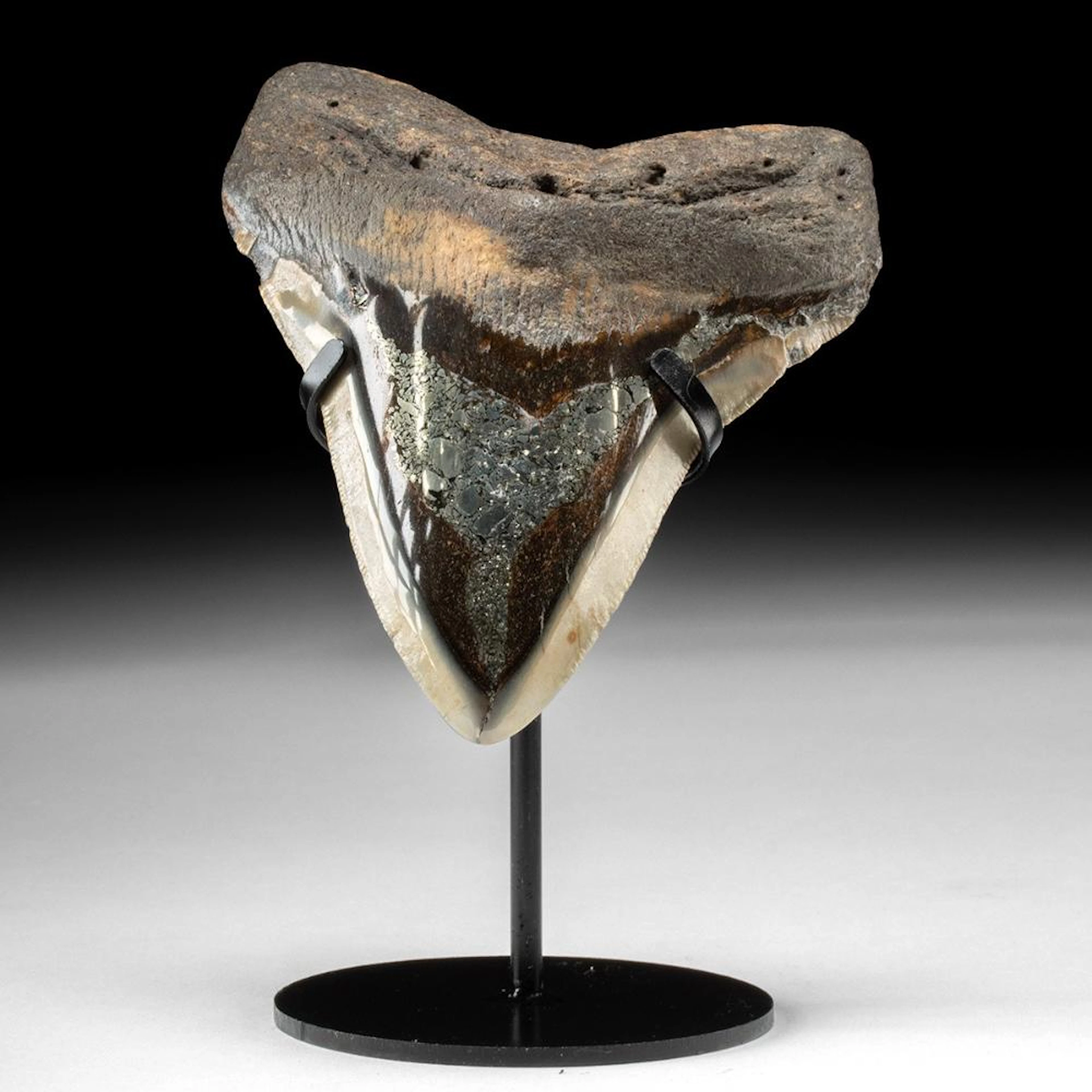 Megalodon Fossil Shark Tooth with Pyrite Inlay on Custom Stand