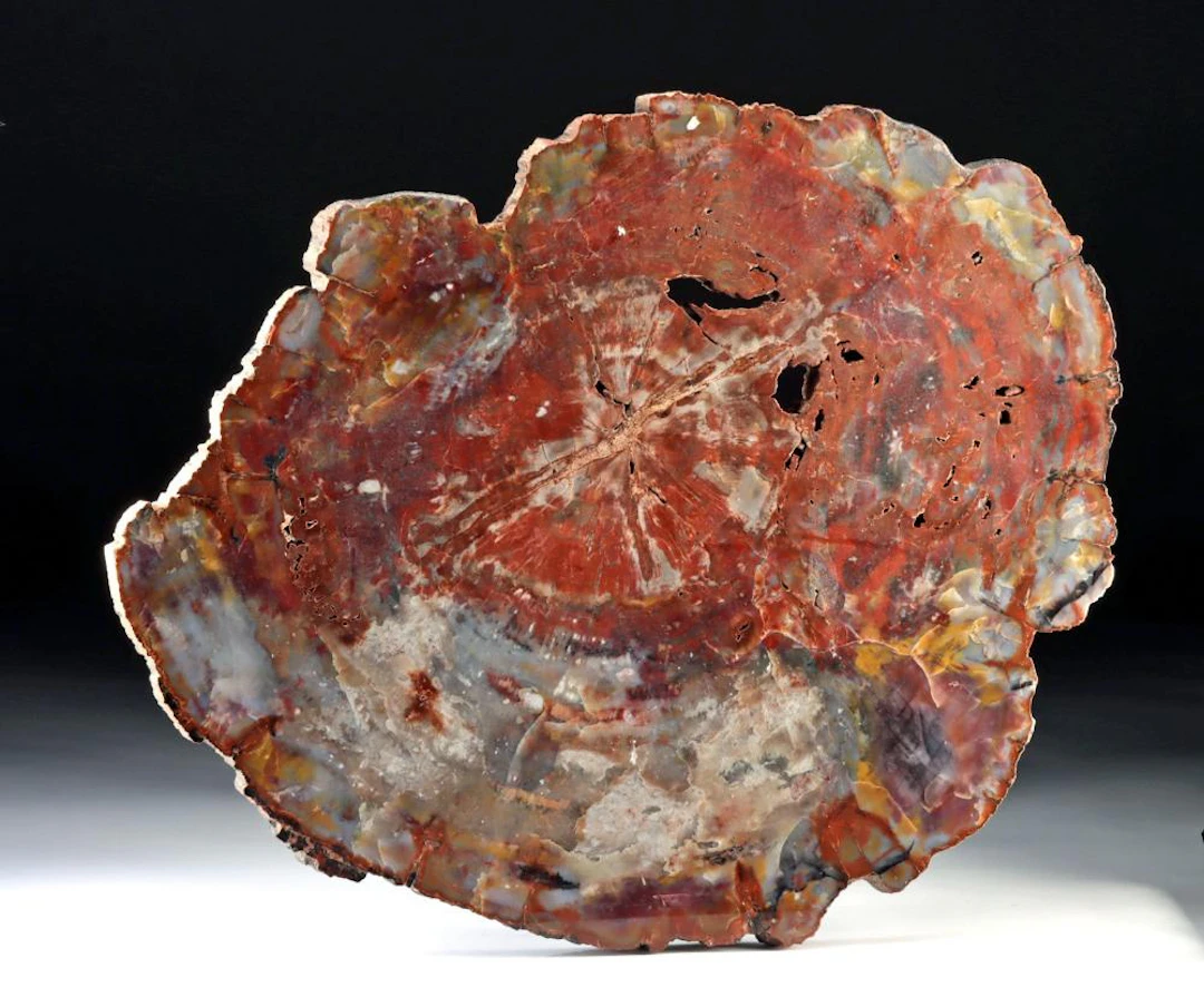 Arizona Triassic Petrified / Fossilized Wood Slab