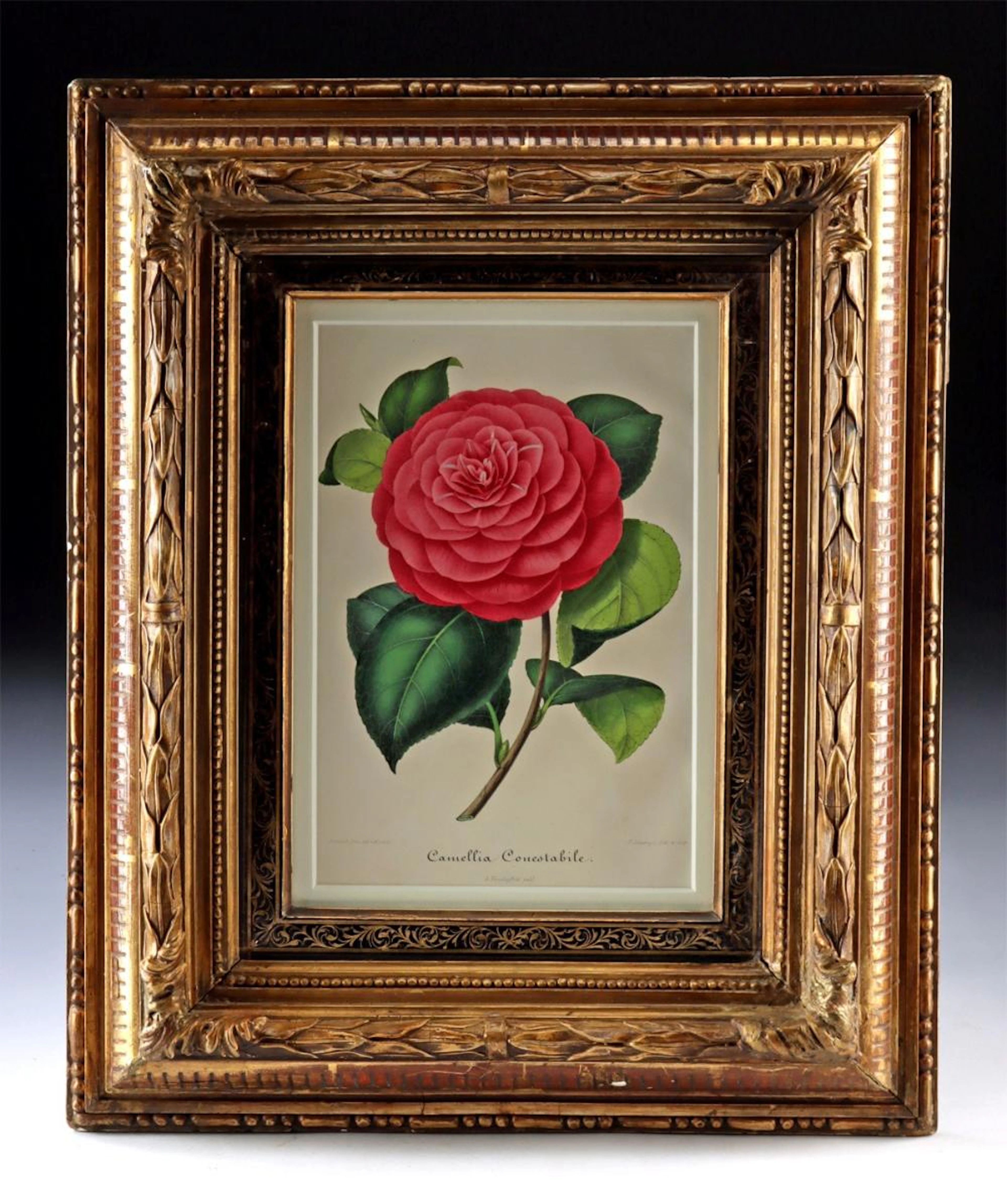 19th C. Camellia Lithograph in Eastlake Frame