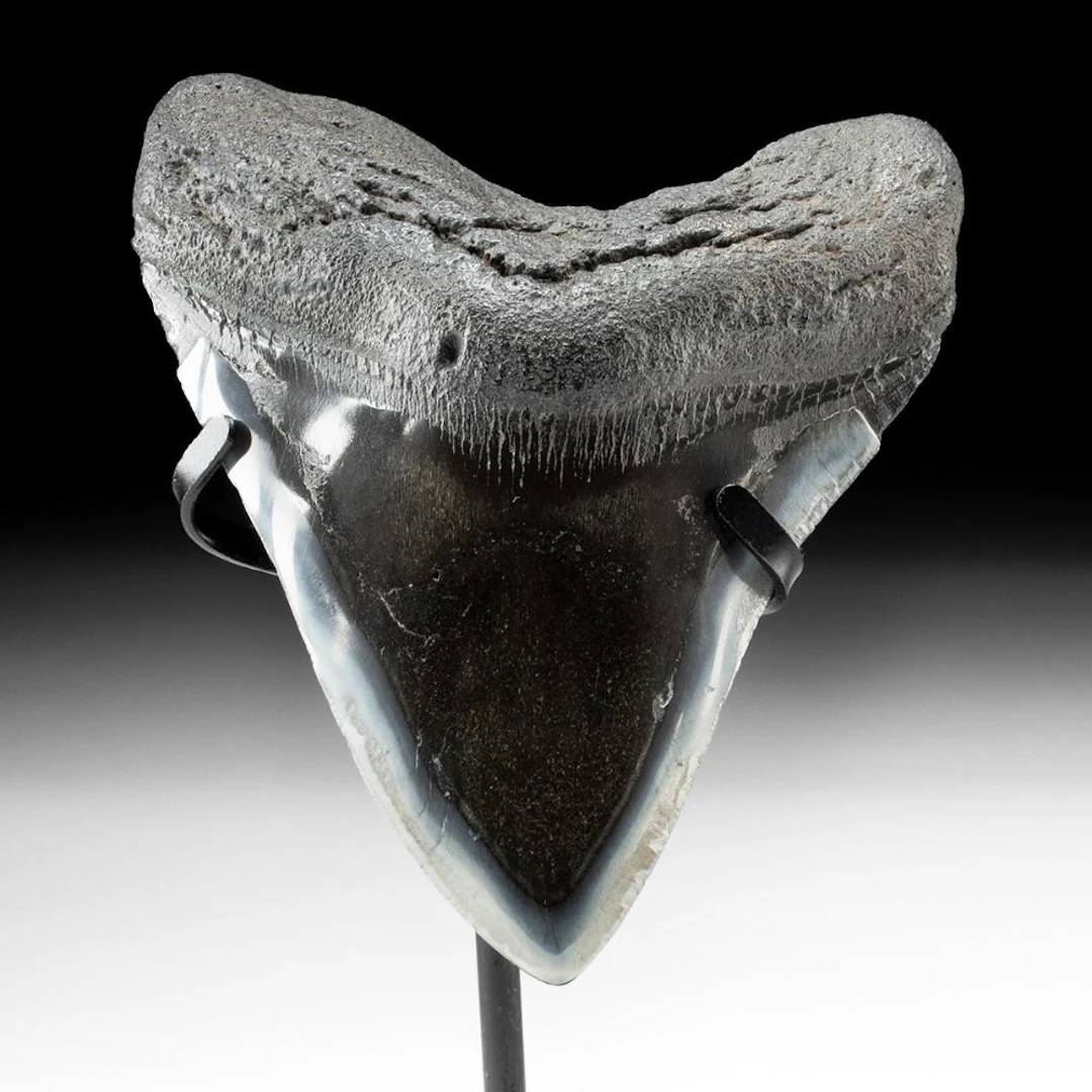 Fossilized Megalodon Shark Tooth, Polished Black Enamel