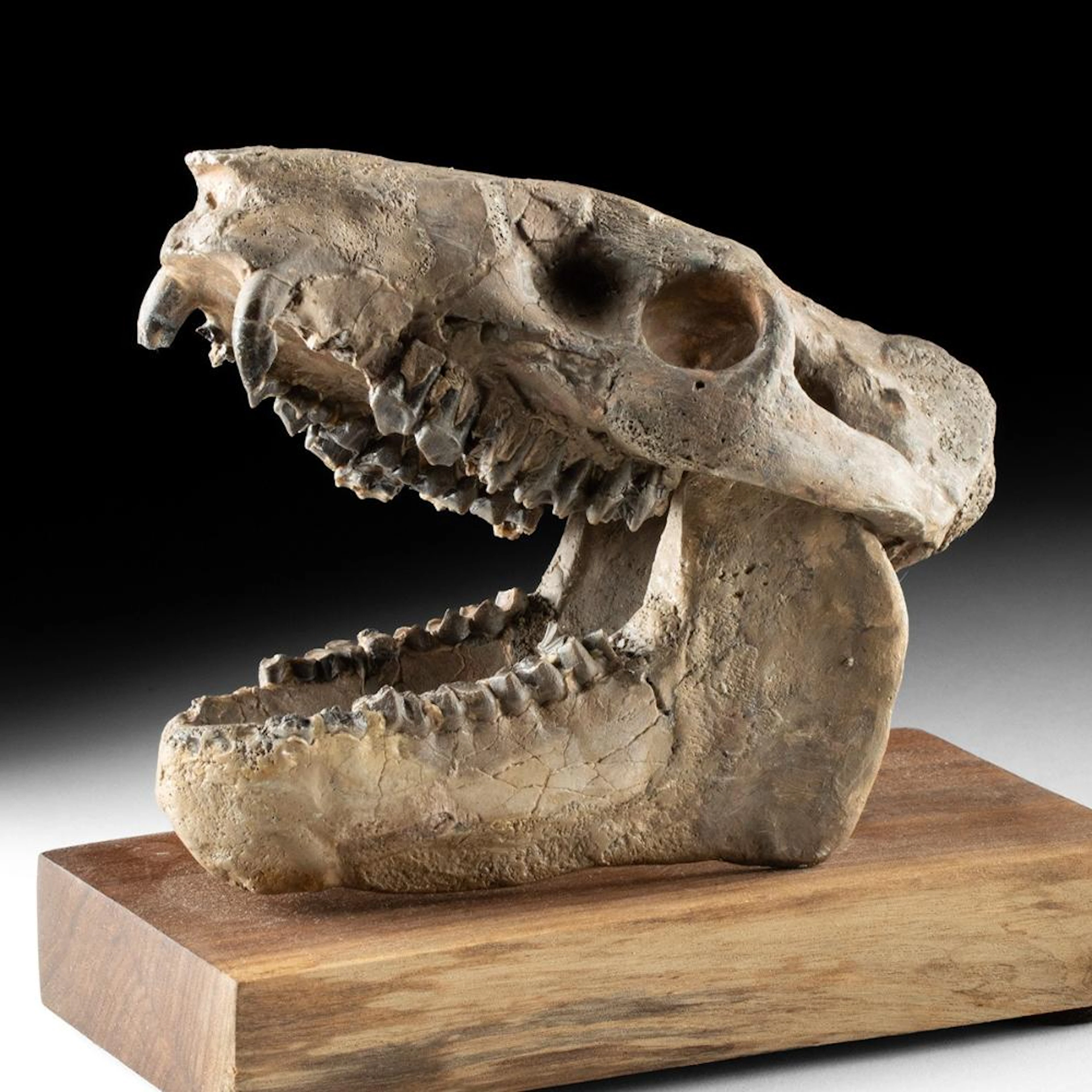 Oreodont Skull Fossil, Merycoidodon culbertsoni, Oligocene White River