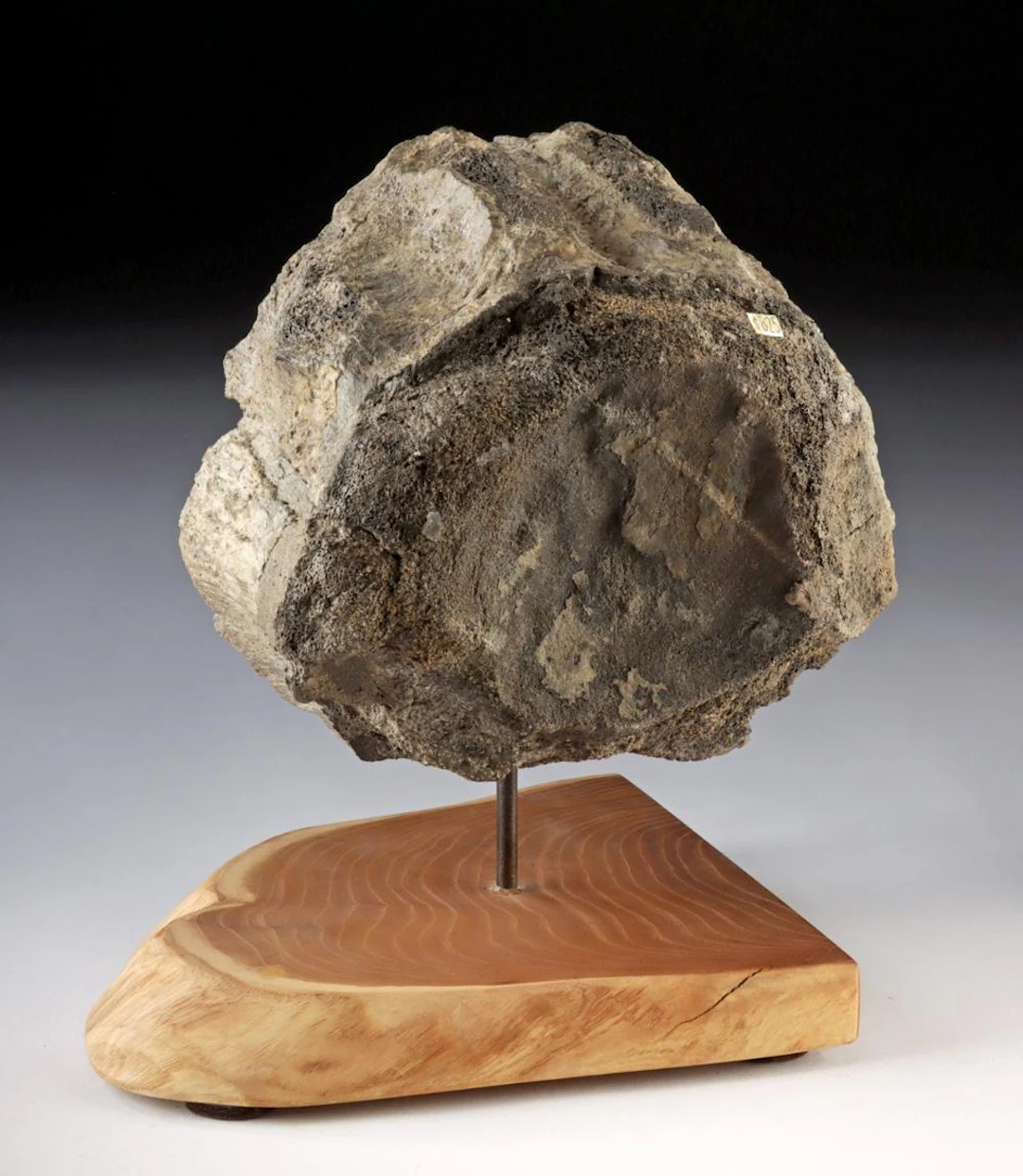 Massive Prehistoric Fossilized Dinosaur Vertebra Bone