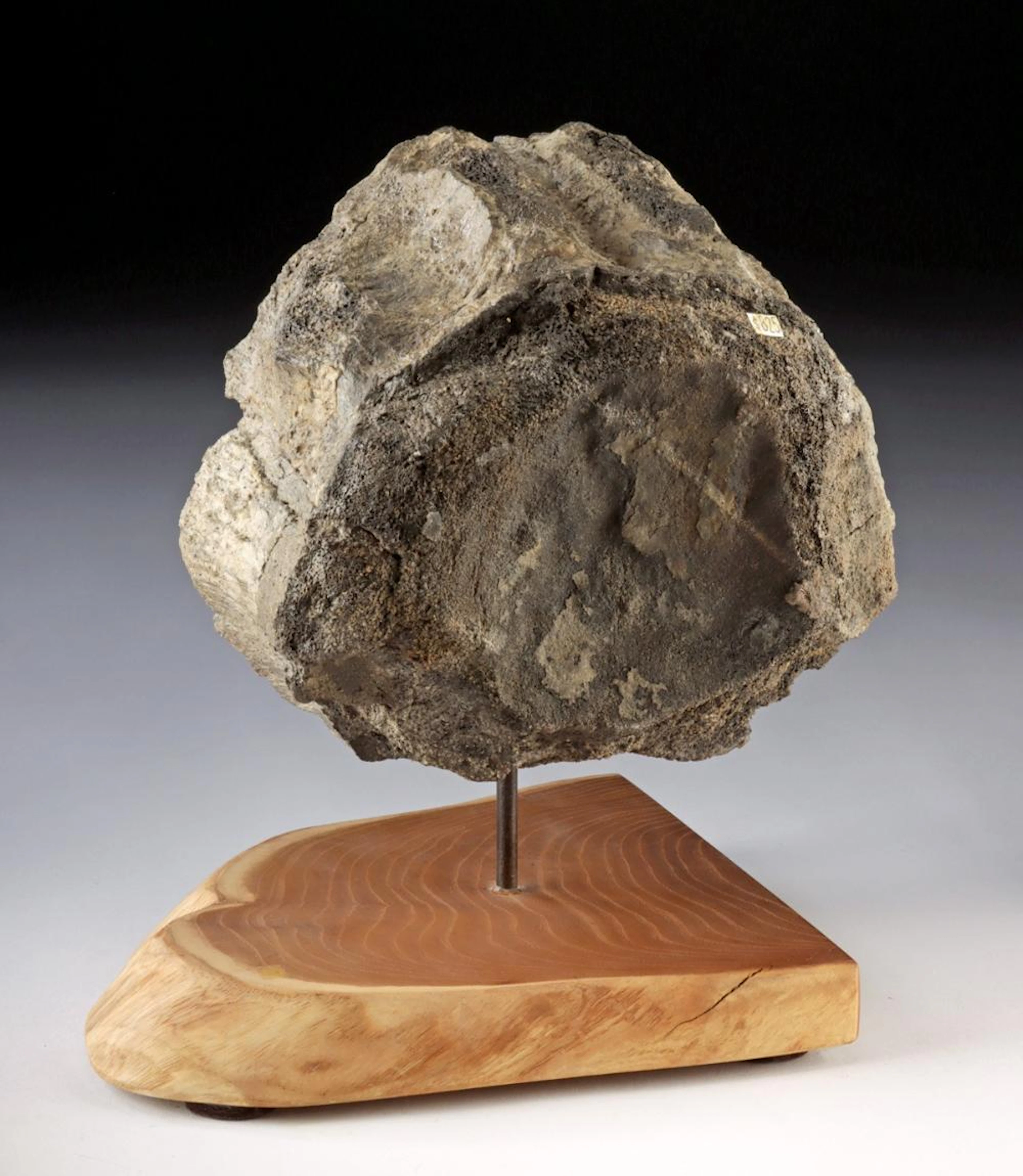 Massive Prehistoric Fossilized Dinosaur Vertebra Bone
