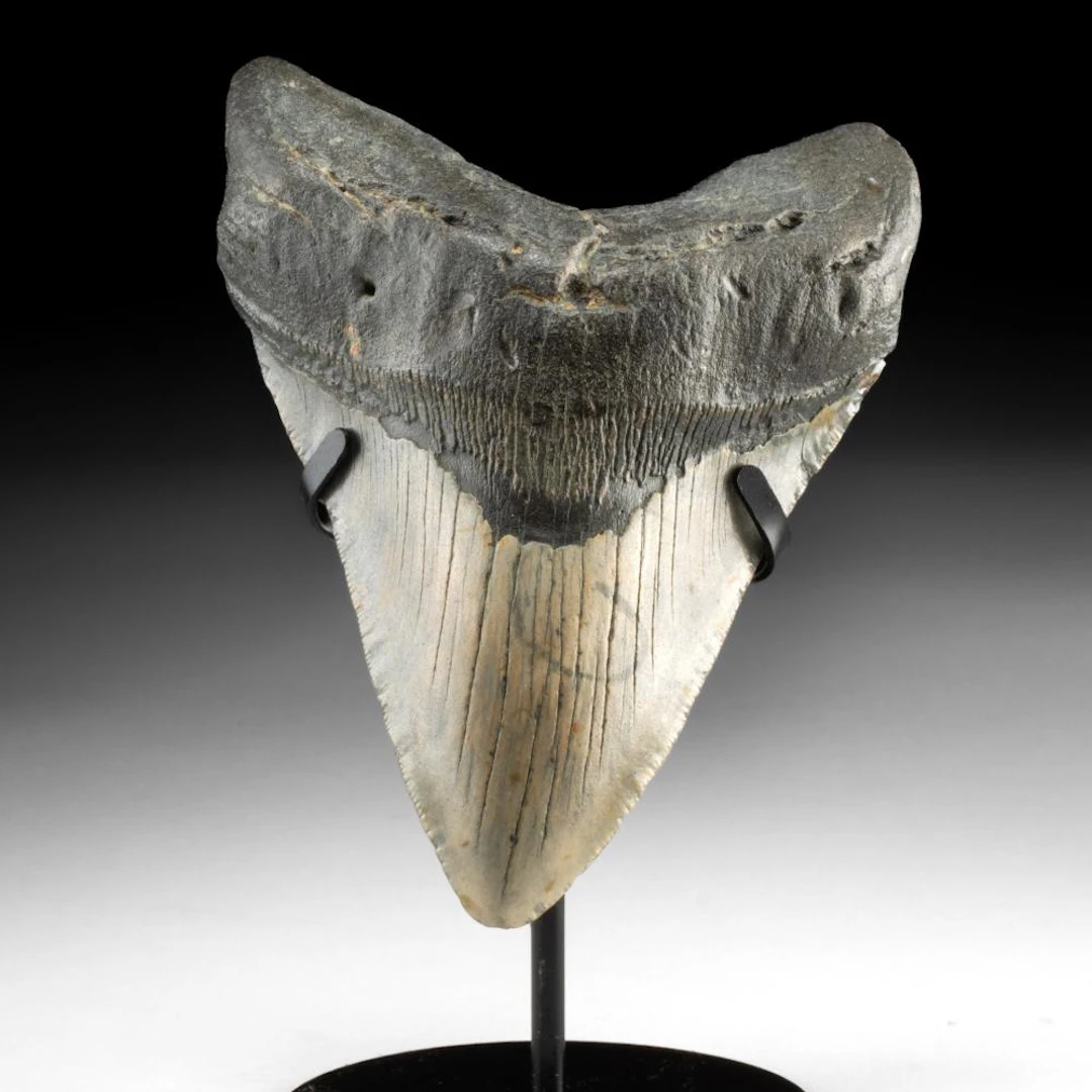 Prehistoric Megalodon Shark Tooth, 5.4 Inches