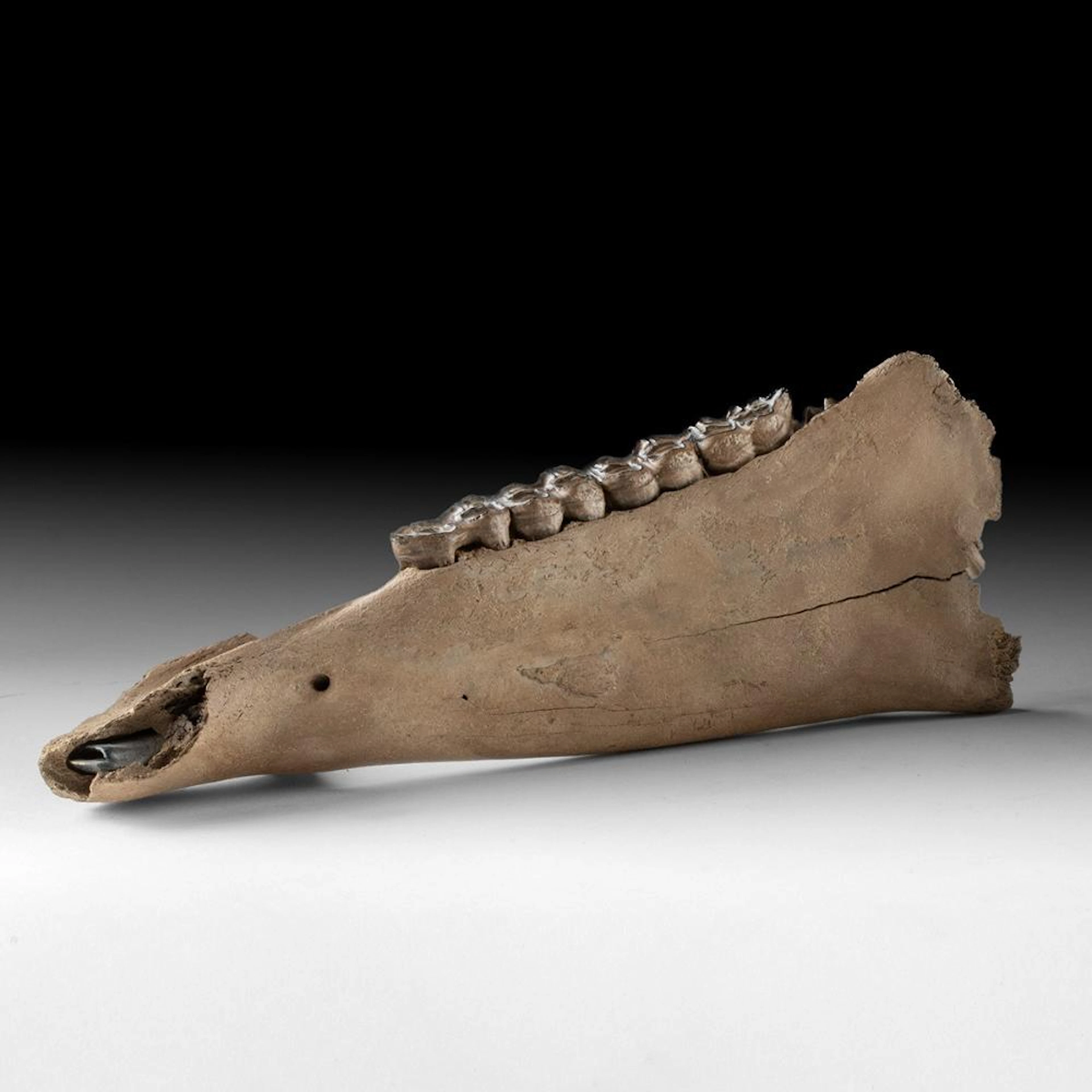 Pleistocene Fossilized Horse Mandible with Molars, Equus caballus