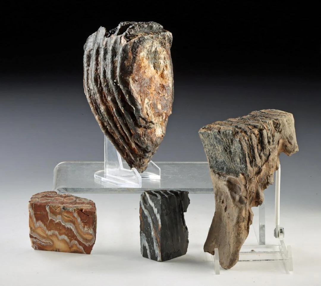 Four Ice Age Mammoth Molar Teeth Fragments