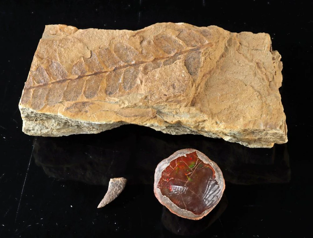 Fossilized Fern Frond, Dinosaur Tooth, & Chocolate Opal
