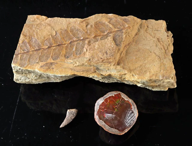 Fossilized Fern Frond, Dinosaur Tooth, & Chocolate Opal