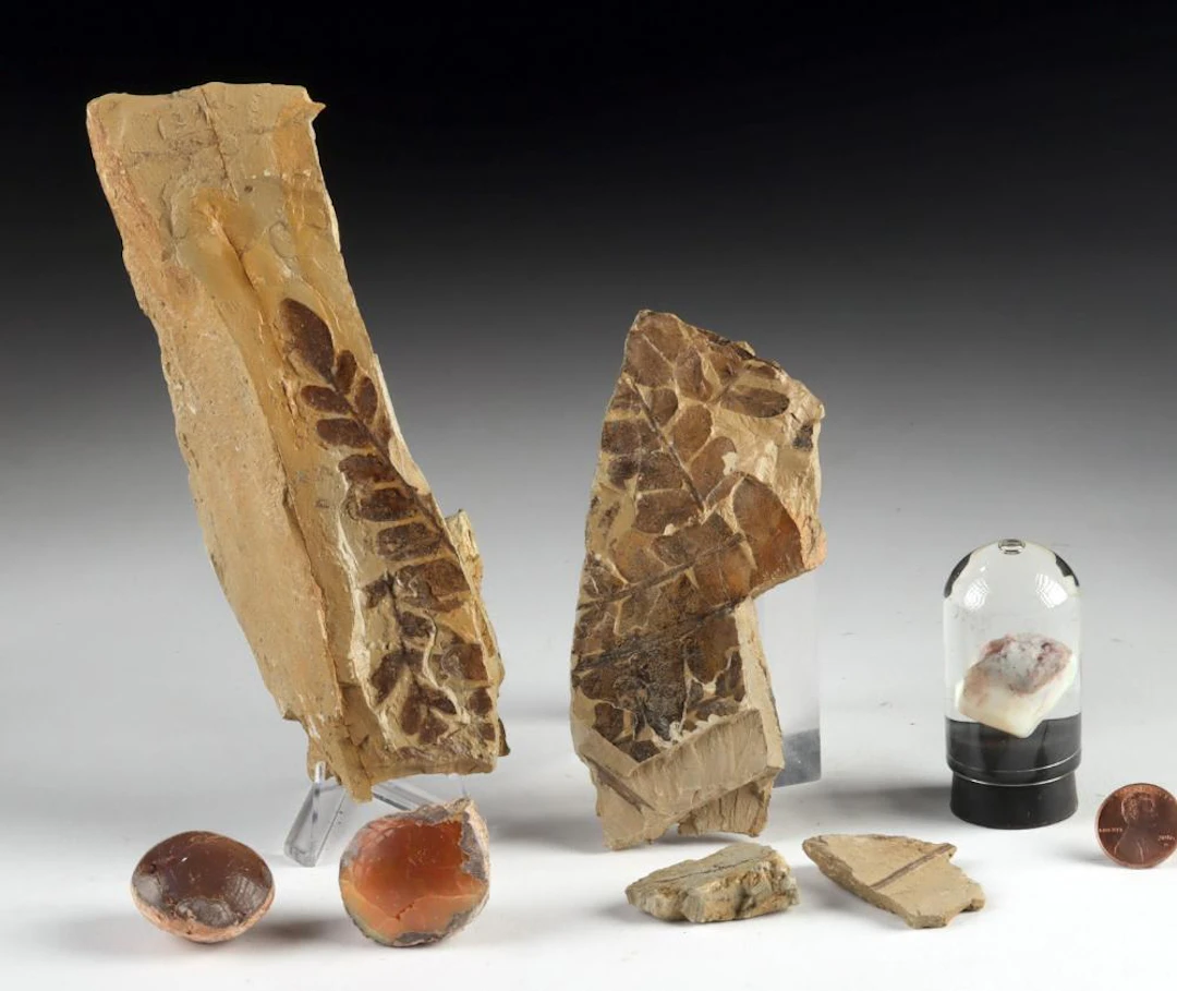 Natural Chocolate Opals, Fossil Leaf Fronds & Australian Opal in Bell