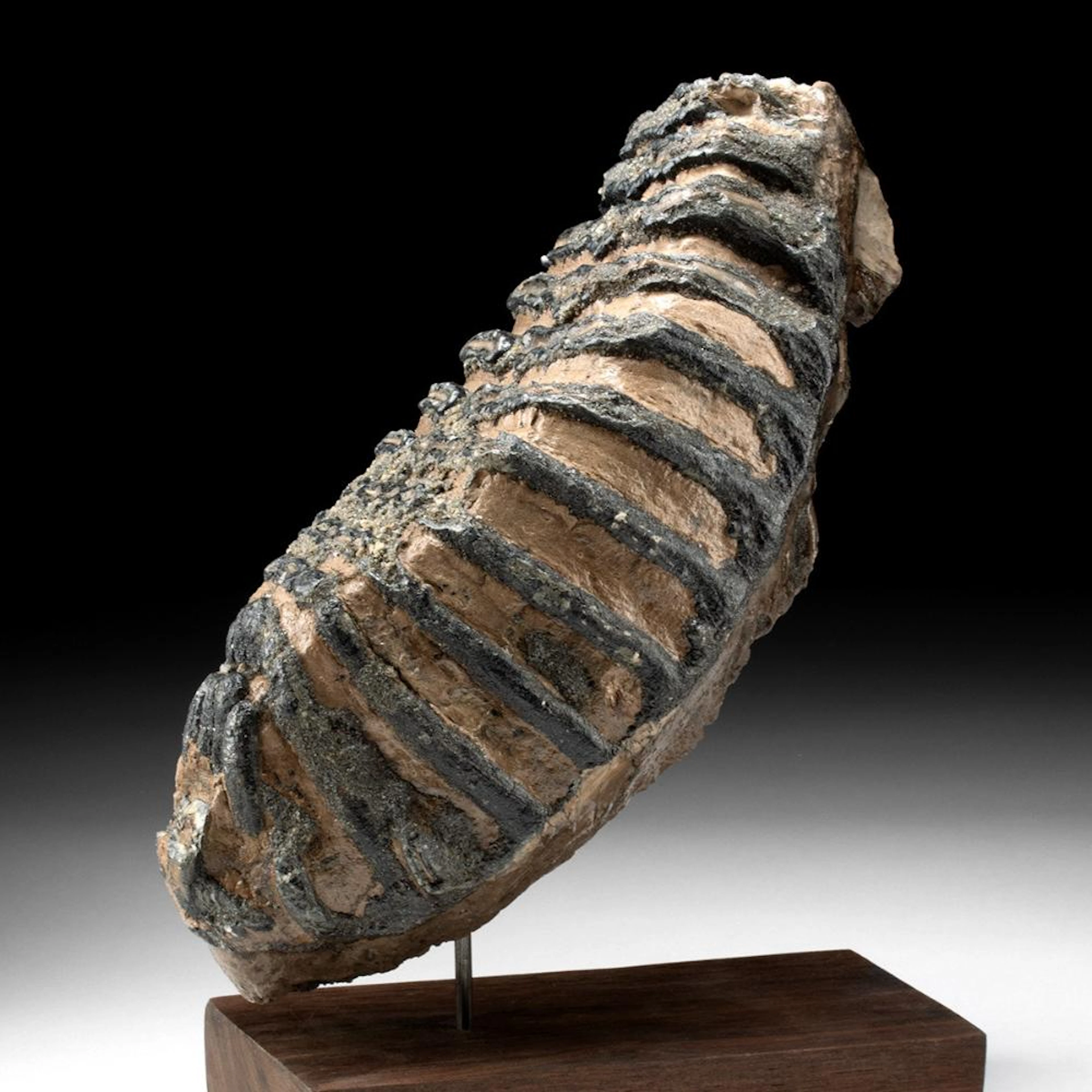 Southern Mammoth Tooth, Mammuthus meridionalis, Early Pleistocene