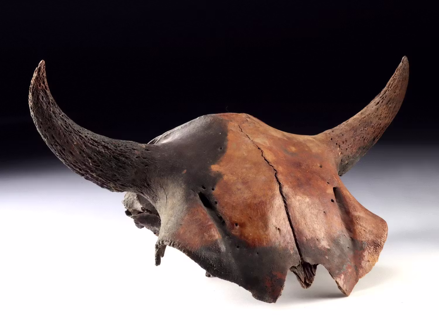 Ice Age Fossil Bison Antiquus Skull with Horns and Eye Sockets