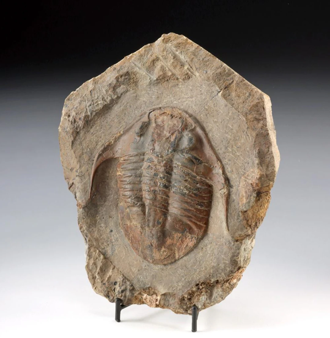 Large Trilobite Fossil in Matrix, Asaphellus Stubbsi