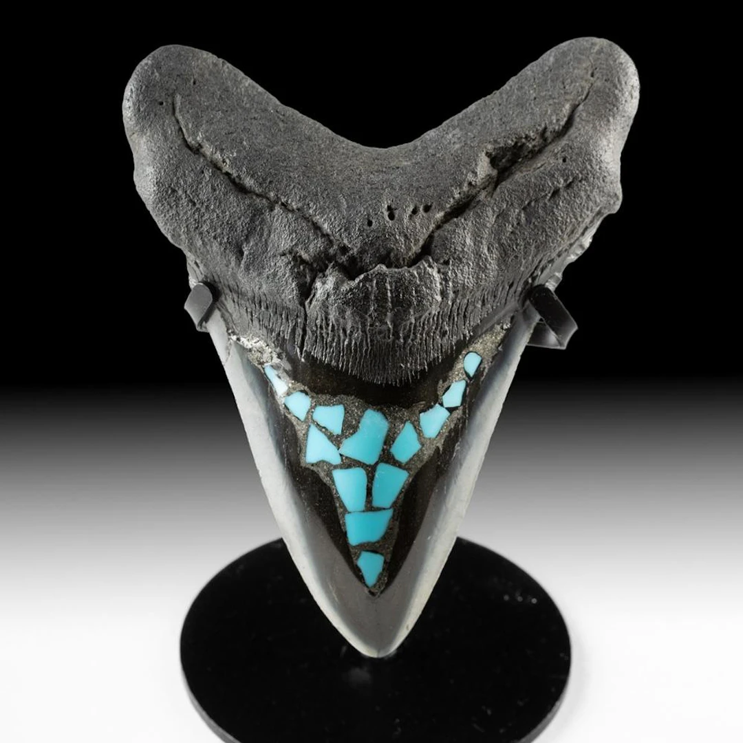 Fossilized Megalodon Tooth with Turquoise and Pyrite Inlay, 4.7"
