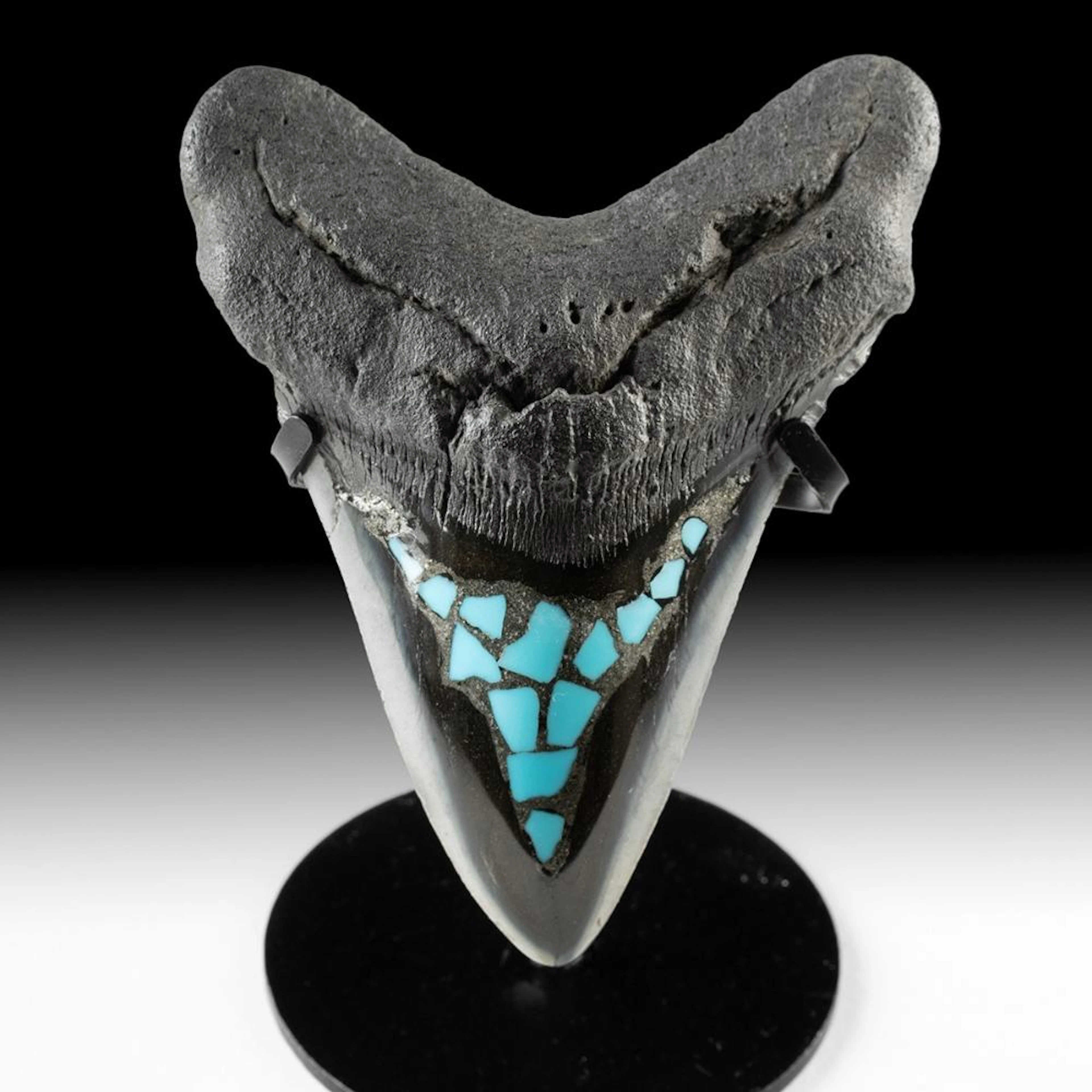 Fossilized Megalodon Tooth with Turquoise and Pyrite Inlay, 4.7"