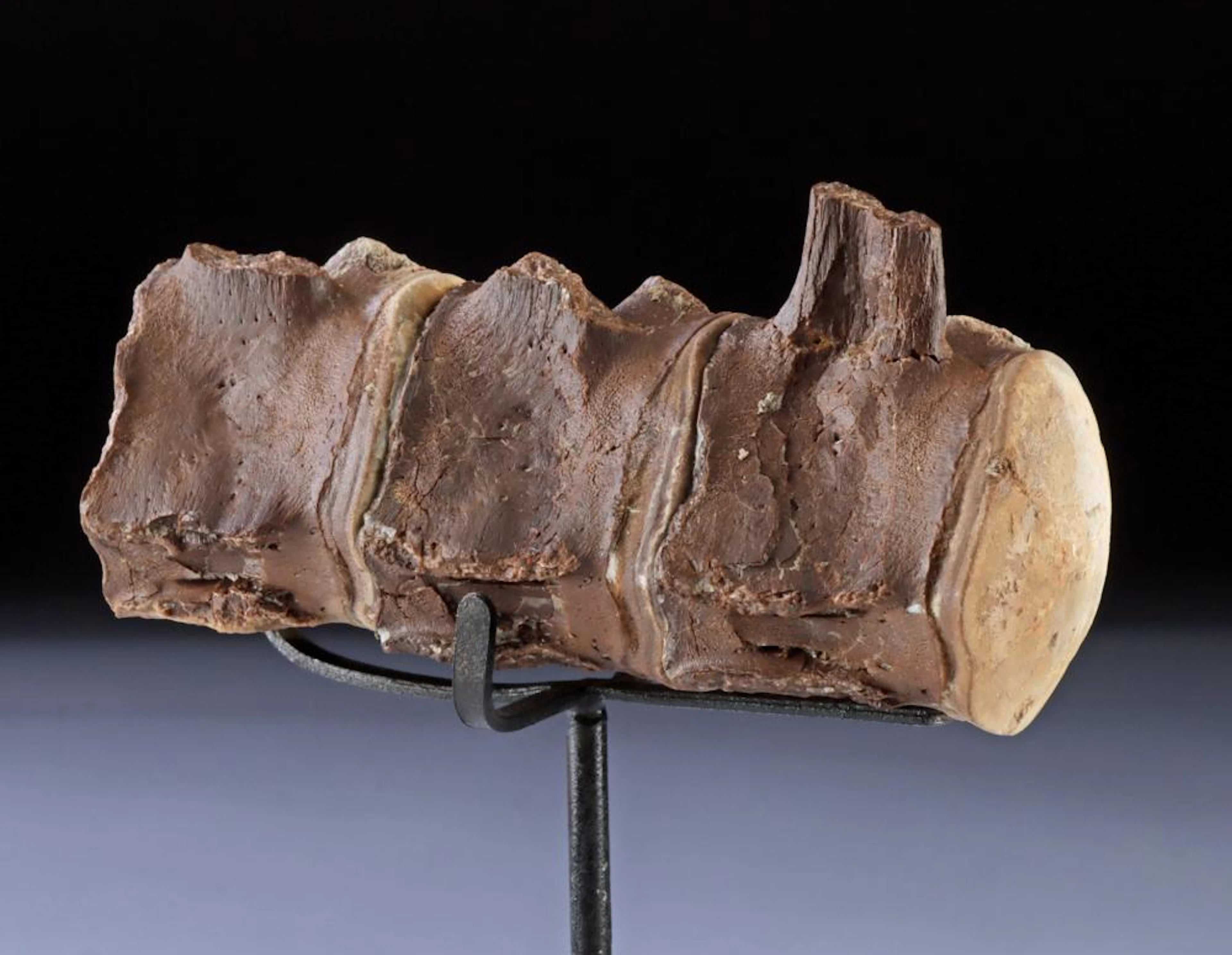 Three Mosasaur Vertebrae, Niobrara Formation, Kansas, Late Cretaceous
