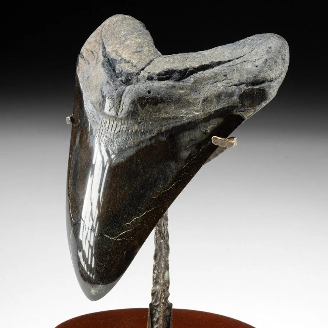 Fossilized Megalodon Shark Tooth, 5.74"