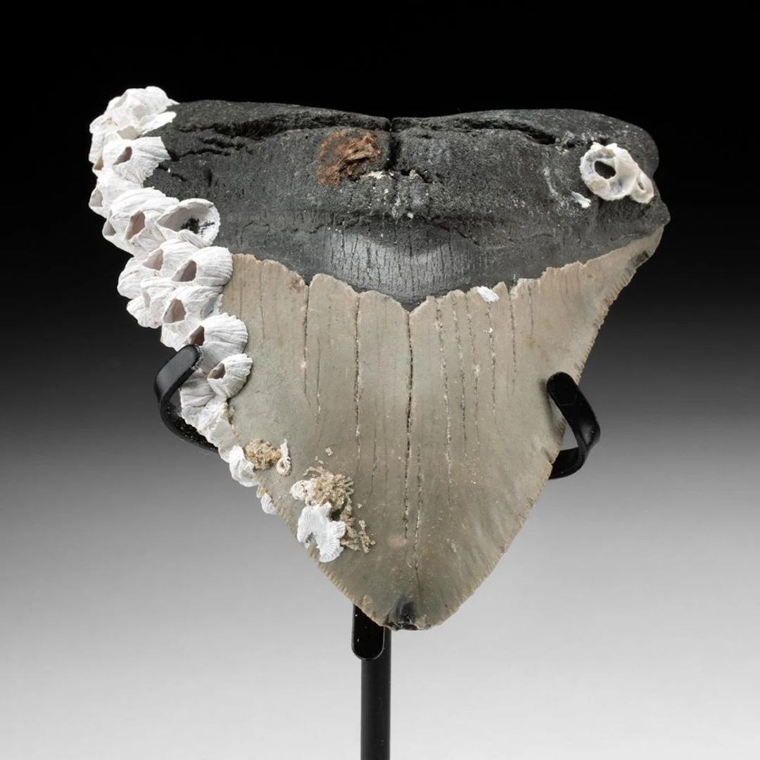Fossilized Megalodon Shark Tooth with Barnacle Colony, 4.8 Inches