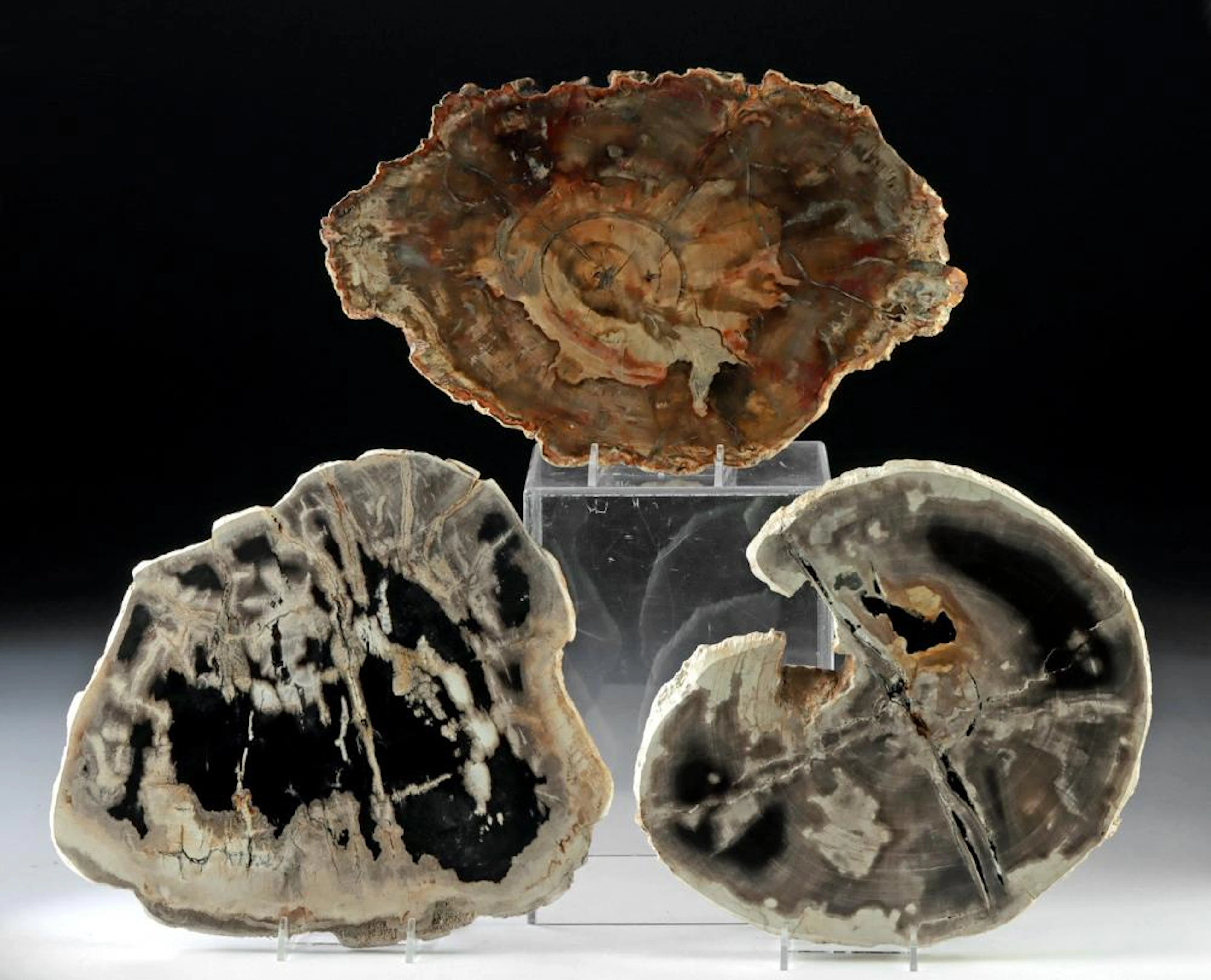 3 Large Petrified Wood Slabs | Black Indonesian & Red Madagascar Fossil Wood