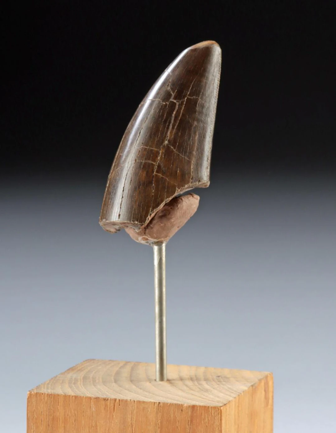 Tyrannosaurus Rex Fossil Tooth Wear Facets, Late Cretaceous