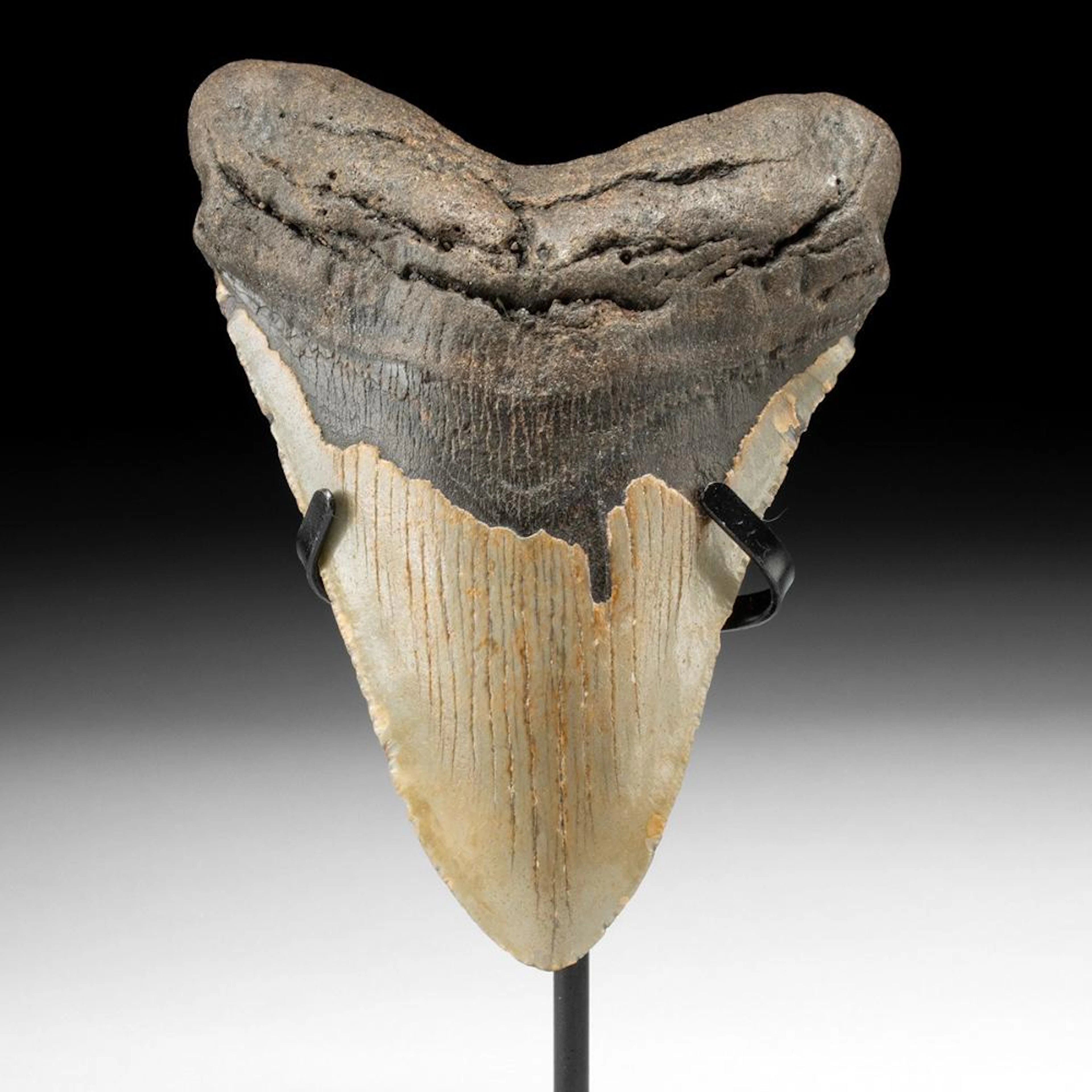 Megalodon Shark Tooth with Warm Taupe Enamel - 5.2 Inches