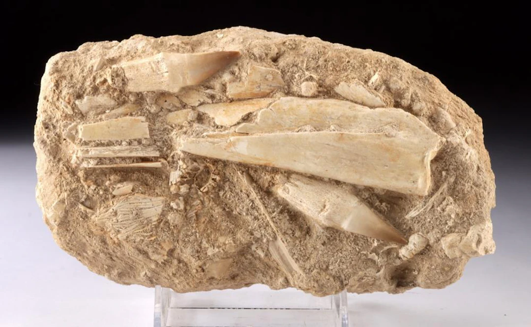 Mosasaur Teeth Fossil Matrix, Morocco, Upper Cretaceous