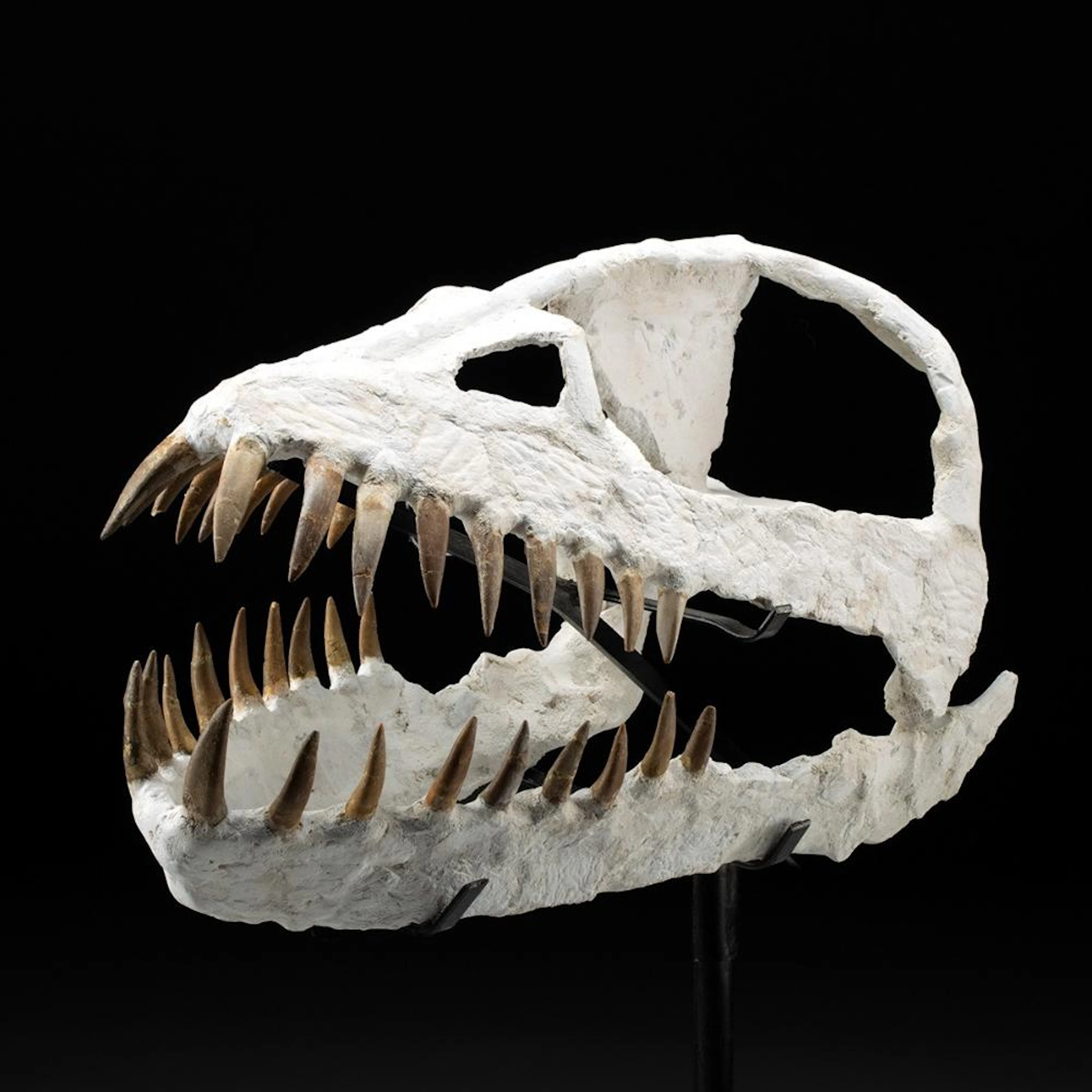 Rare Prehistoric Plesiosaur Complete Skull, Zarafasaura oceanis
