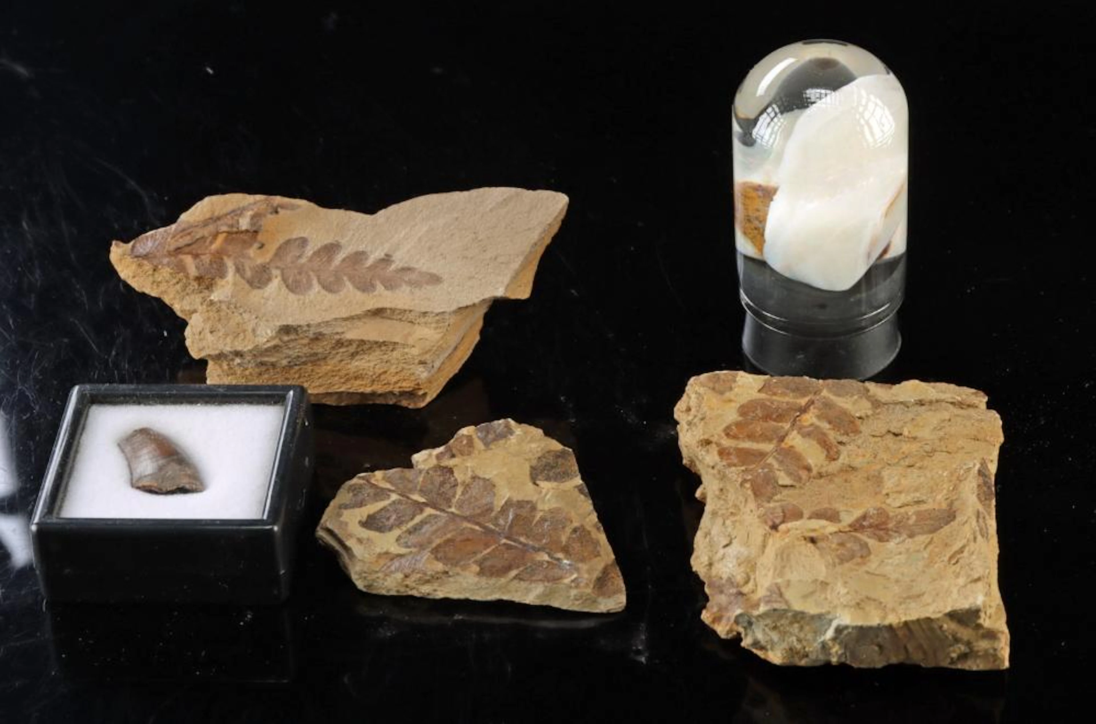 Fern Fossils, Opal Specimens, & Dinosaur Tooth