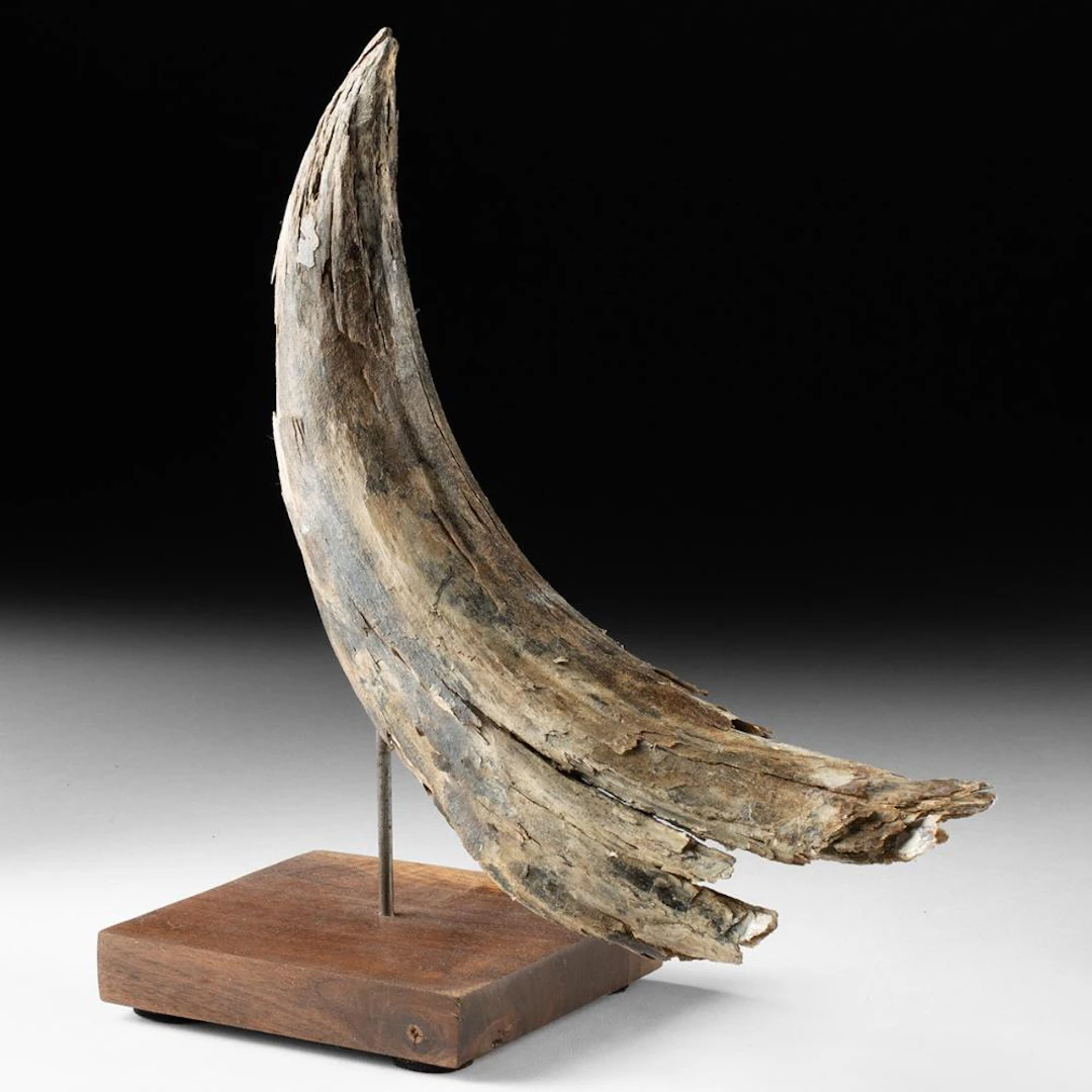 Ice Age Steppe Bison Horn Sheath Tip, Bison priscus, Alaskan Permafrost