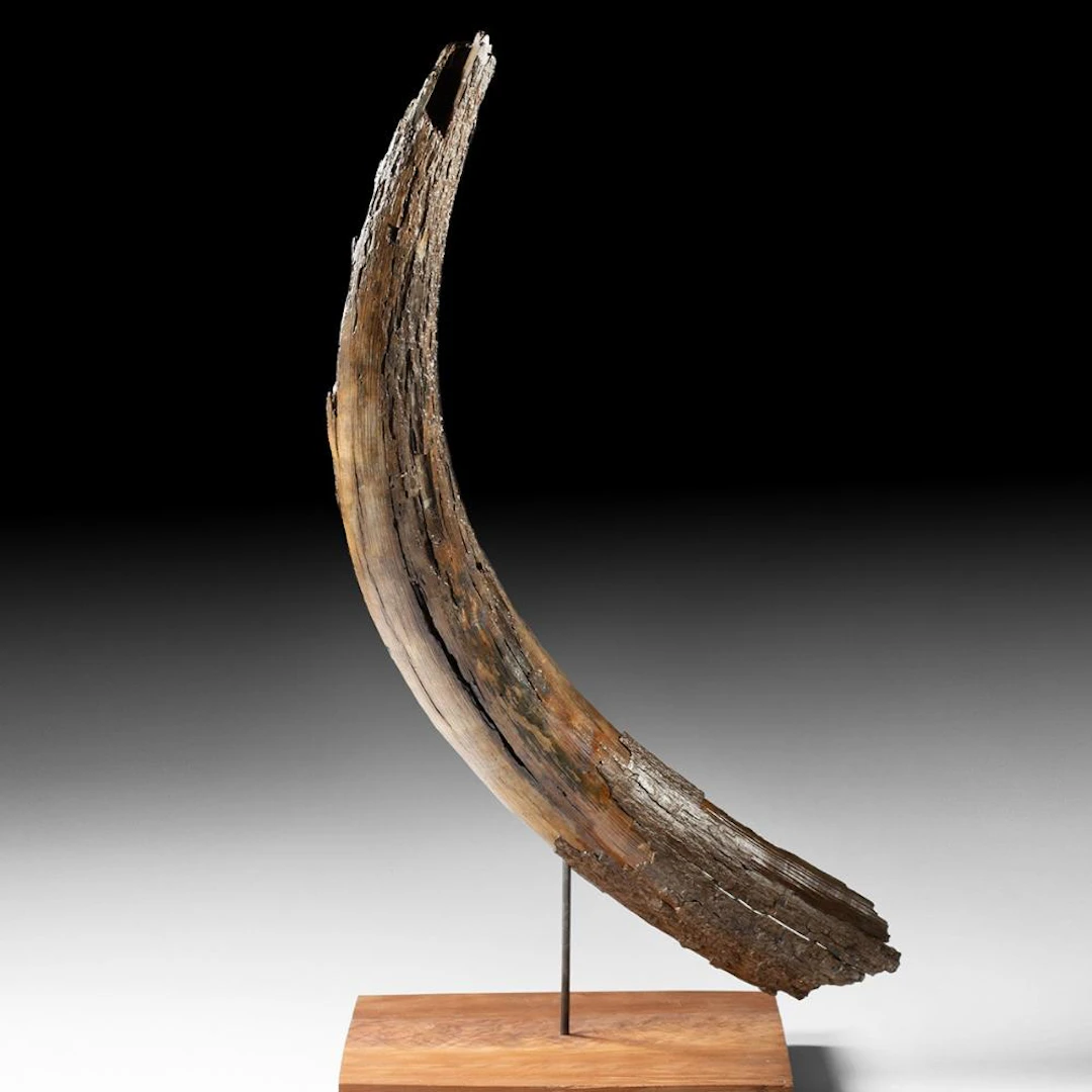 Lengthy Curved Woolly Mammoth Tusk Section on Custom Stand