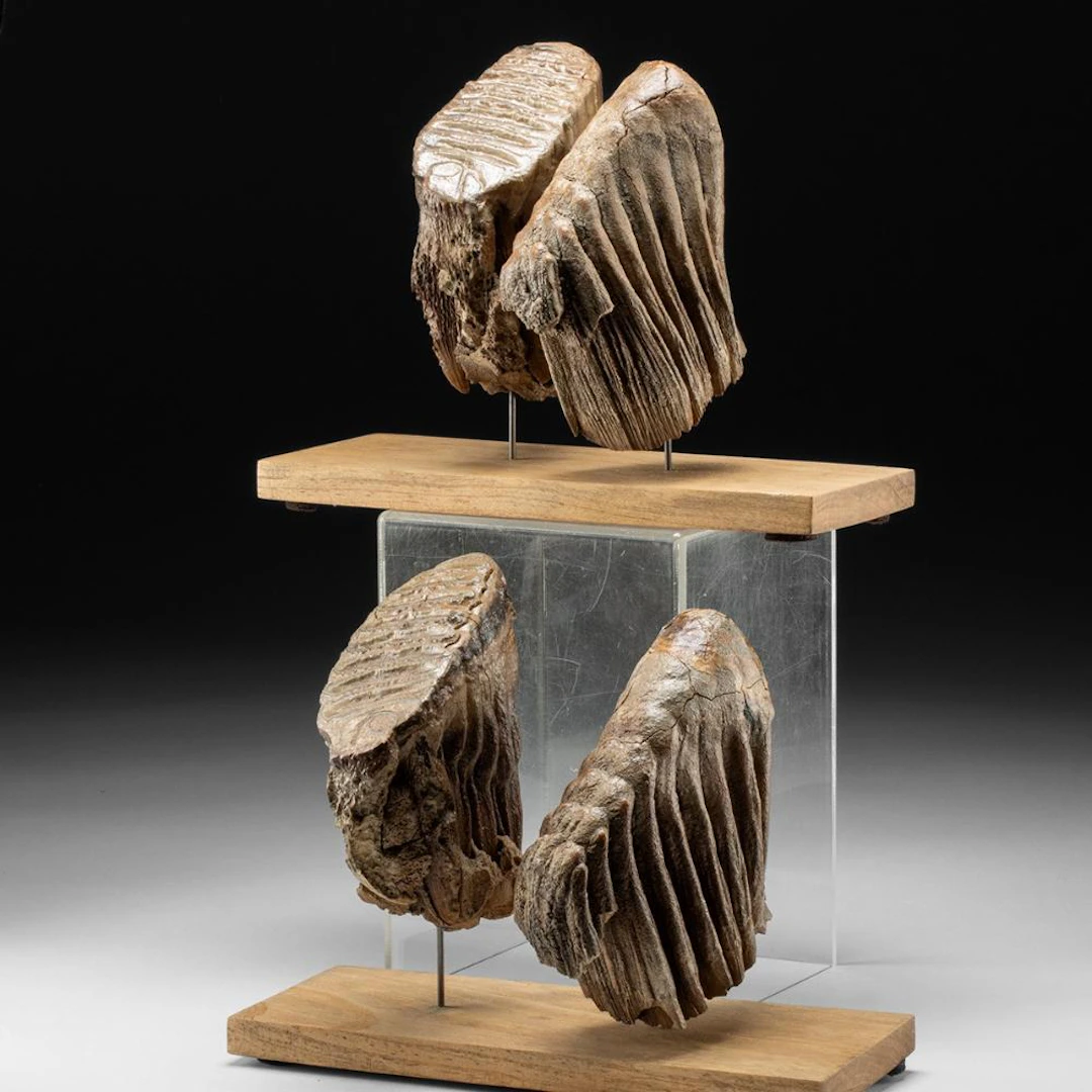 Prehistoric Fossilized Woolly Mammoth Molar Teeth, Matched Set of
