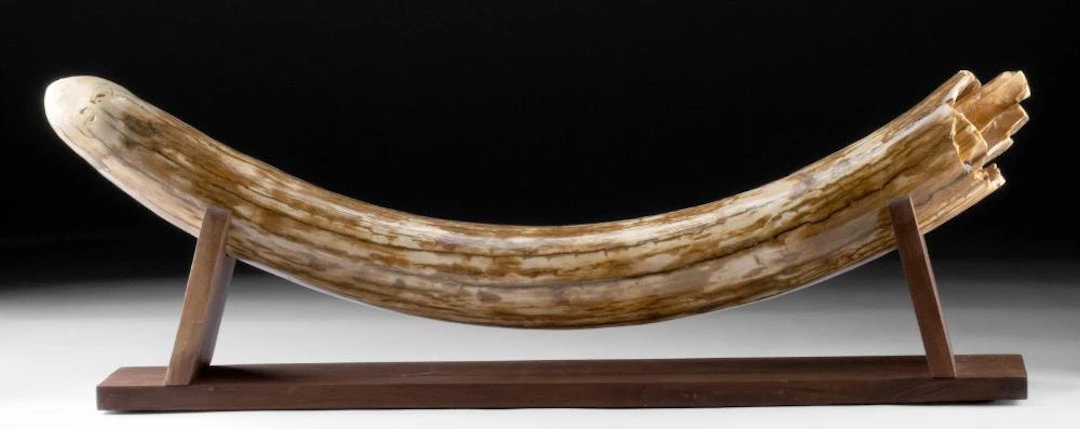 Fossilized Mammoth Tusk on Wood Base