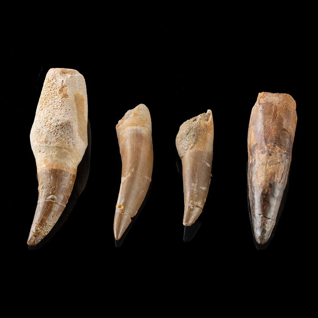 Spinosaurus Dinosaur Tooth + 3 Mosasaur Teeth