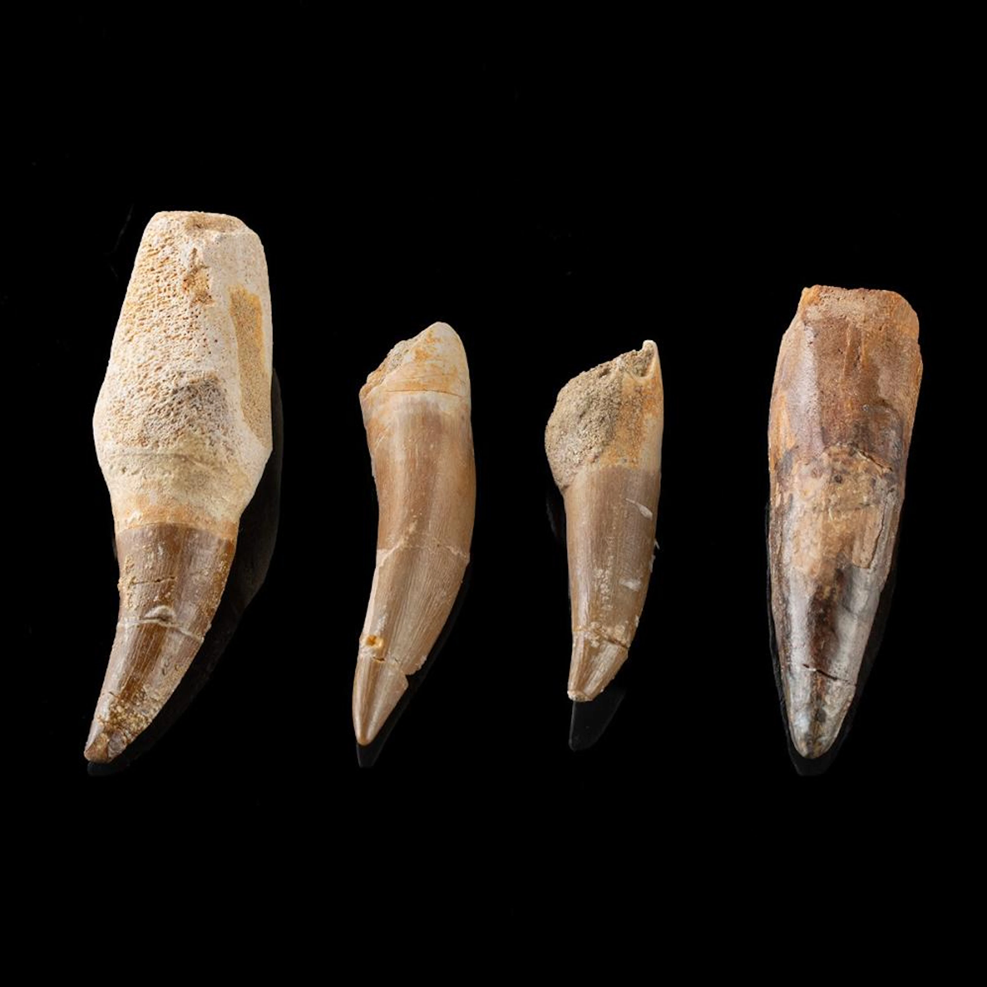 Spinosaurus Dinosaur Tooth + 3 Mosasaur Teeth