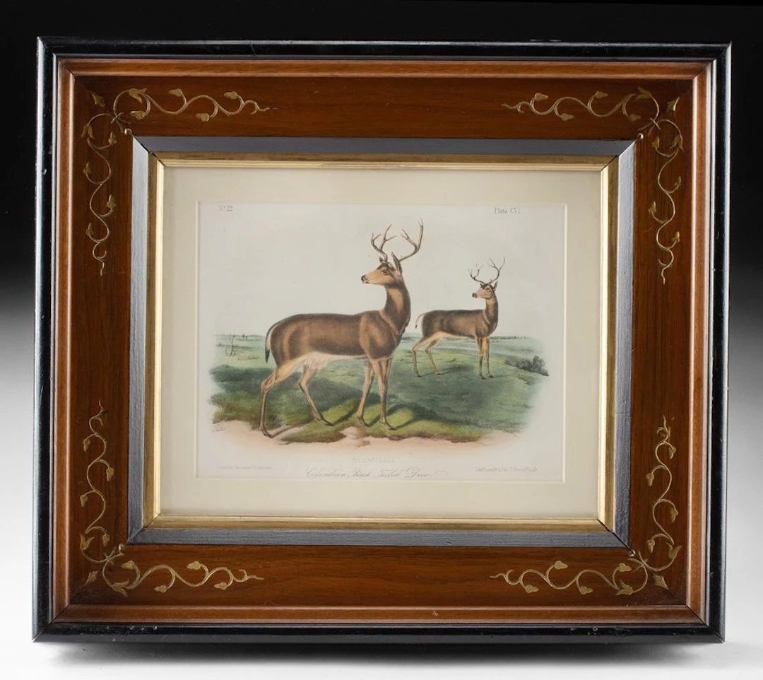 19th C. Audubon Lithograph, Columbian Black-Tailed Deer