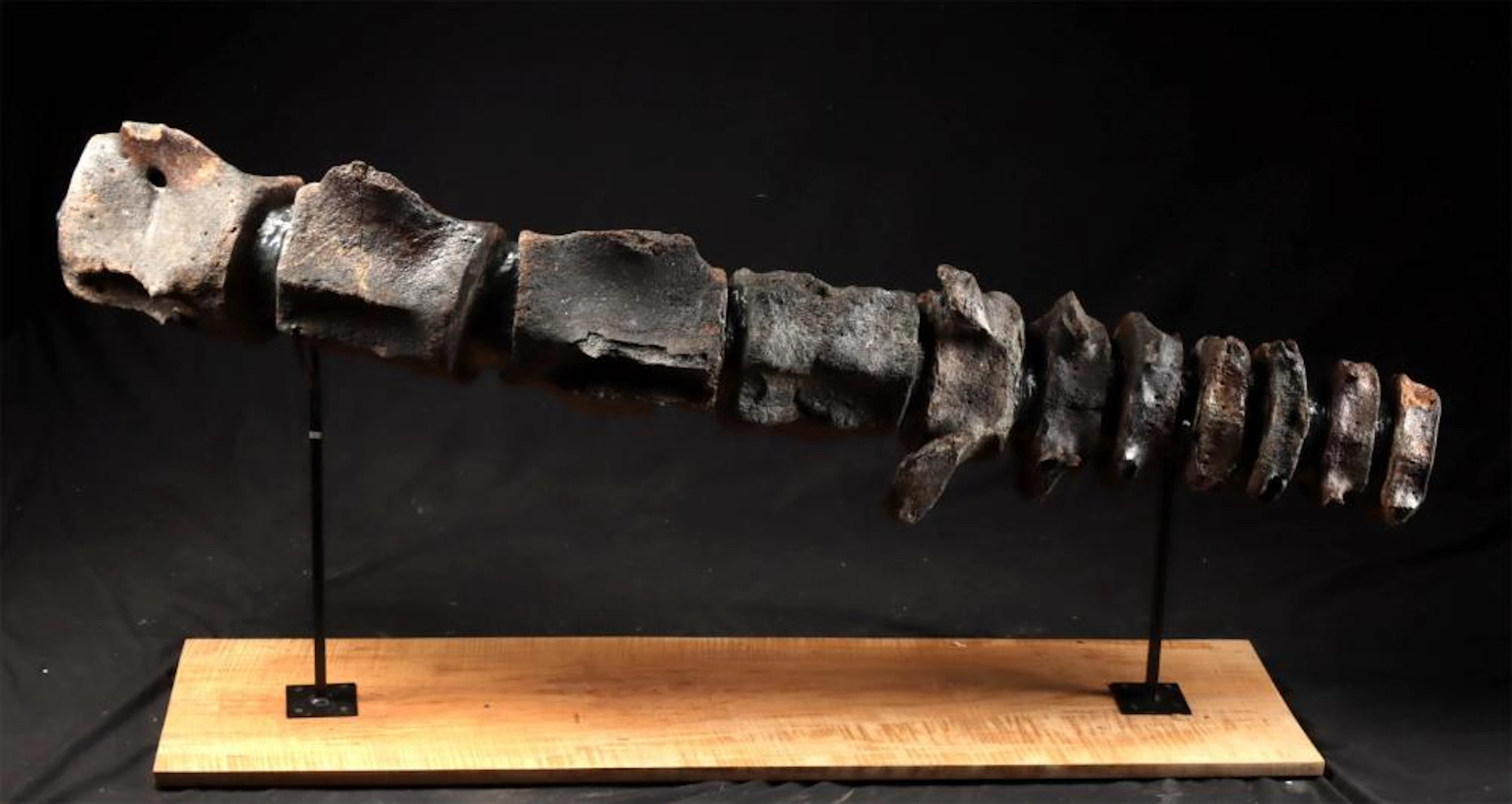 Ancient Fossil Whale Vertebrae Column — Miocene Florida — 58"L